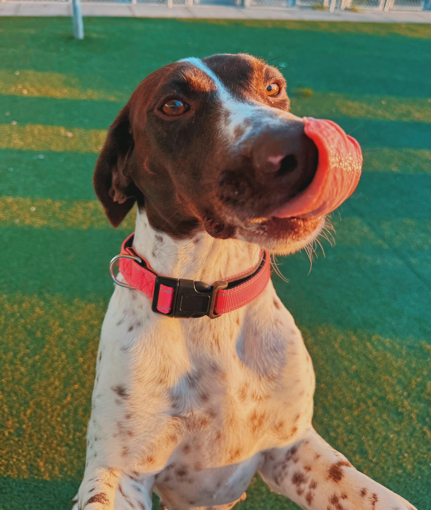 Enlarge Dolly, a ADOPTABLE German Shorthaired Pointer in Hays, KS image 1/6