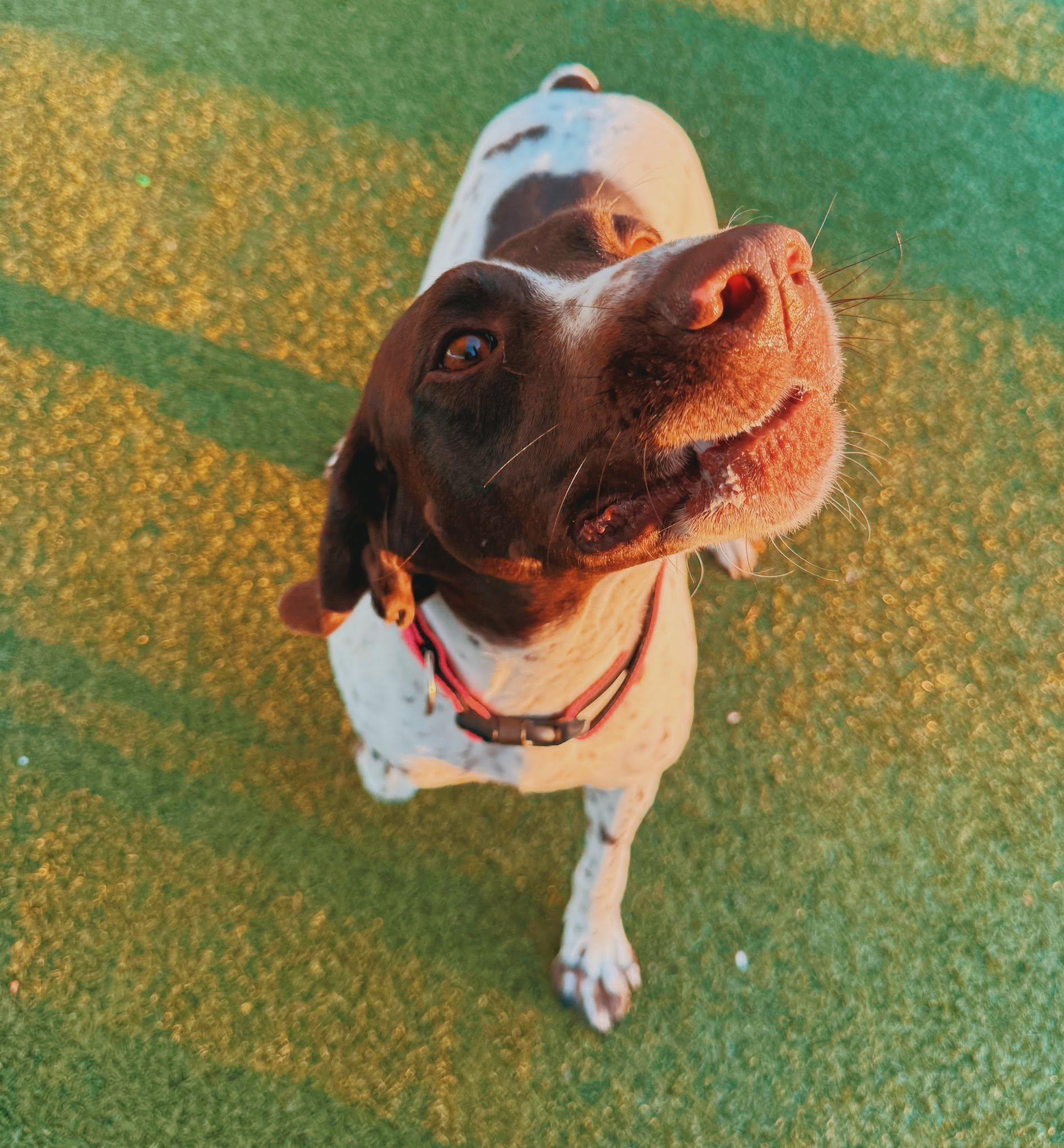 Enlarge Dolly, a ADOPTABLE German Shorthaired Pointer in Hays, KS image 3/6