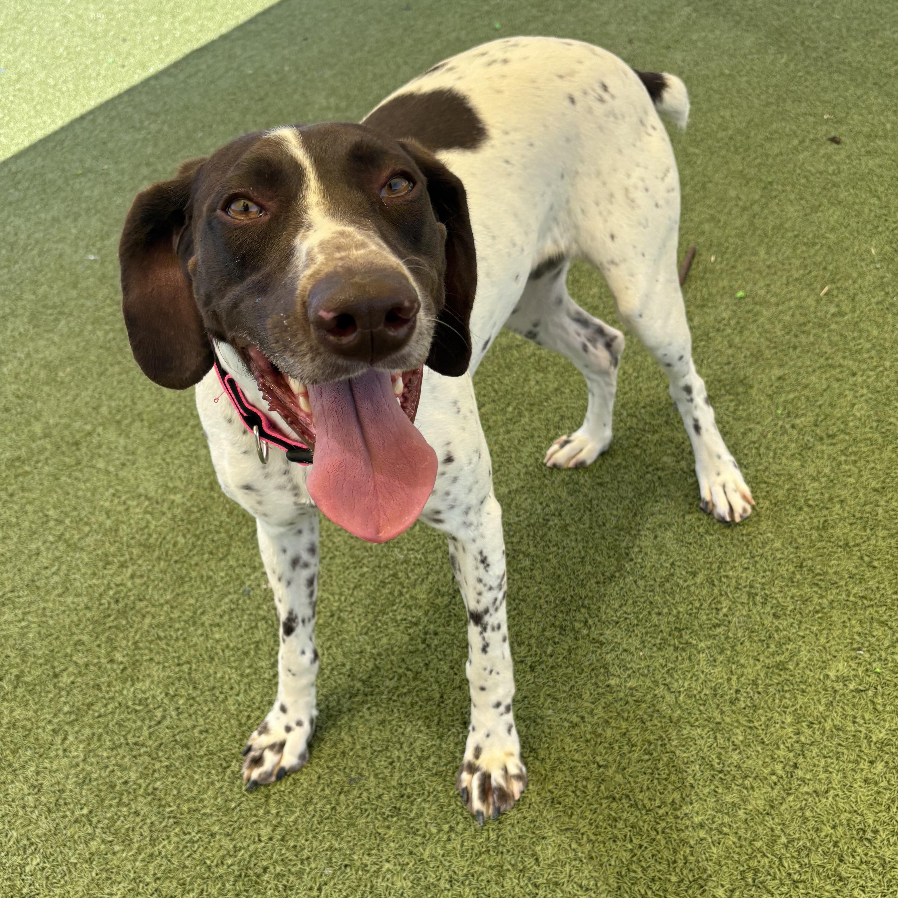 Enlarge Dolly, a ADOPTABLE German Shorthaired Pointer in Hays, KS image 6/6