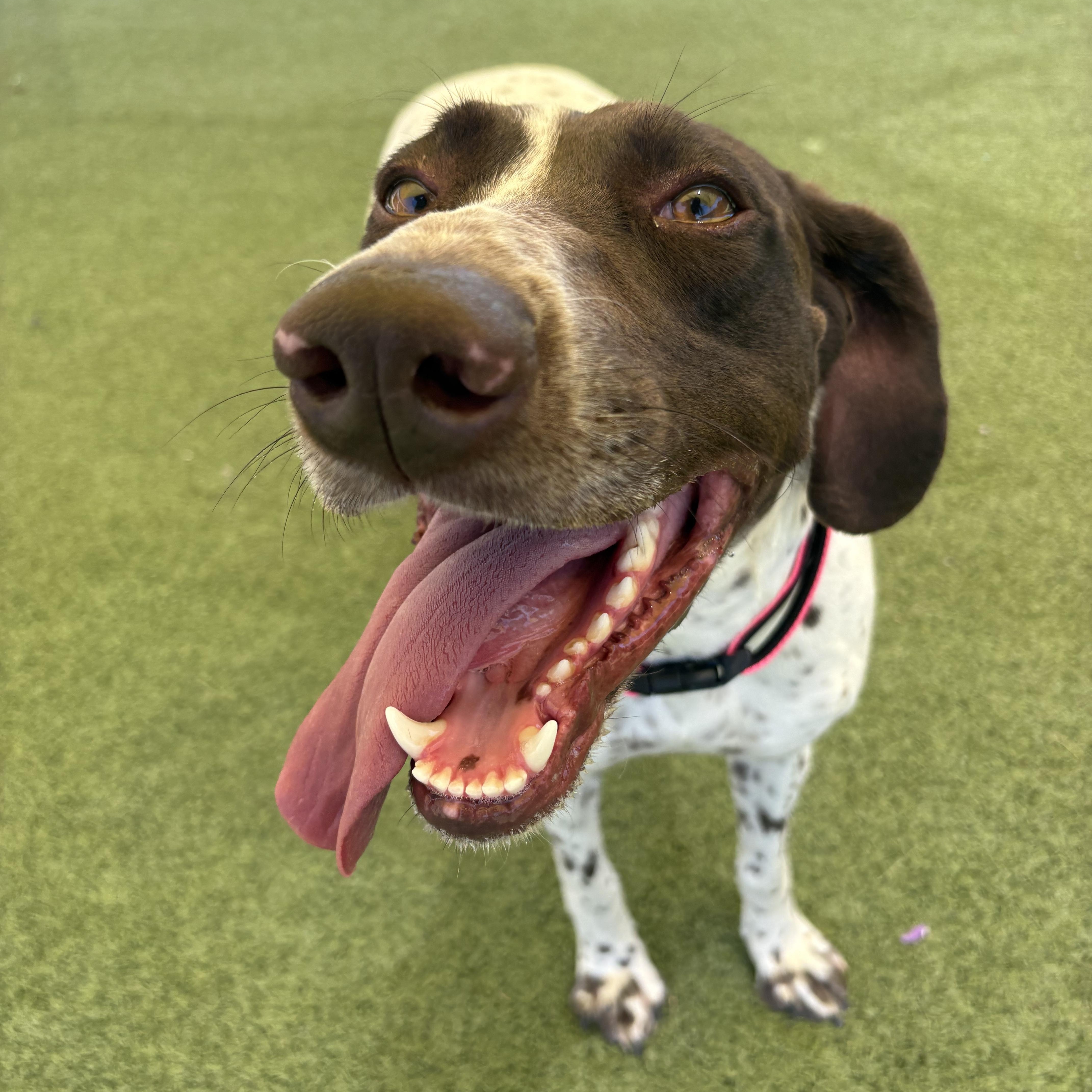 Enlarge Dolly, a ADOPTABLE German Shorthaired Pointer in Hays, KS image 4/6