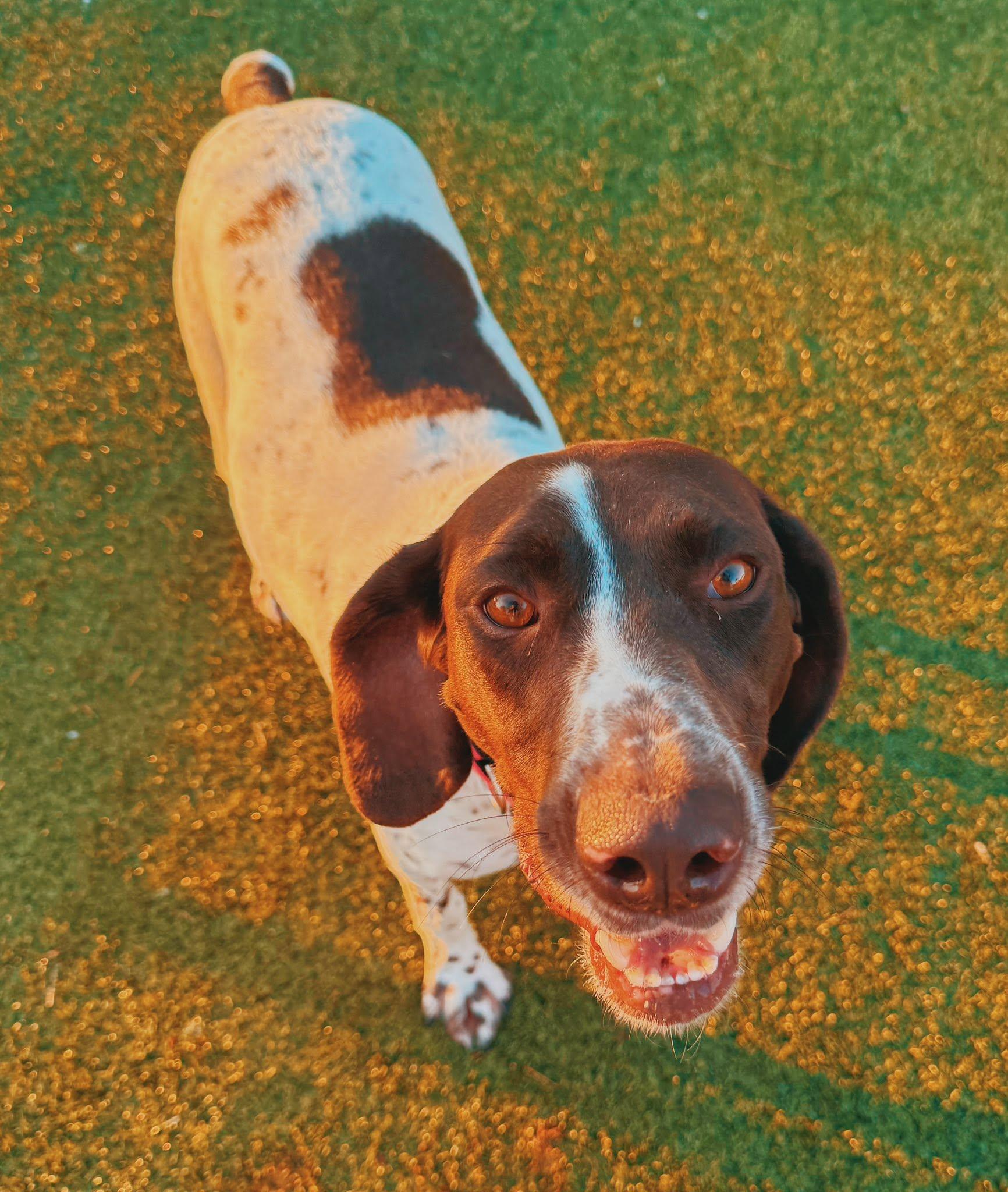 Enlarge Dolly, a ADOPTABLE German Shorthaired Pointer in Hays, KS image 2/6