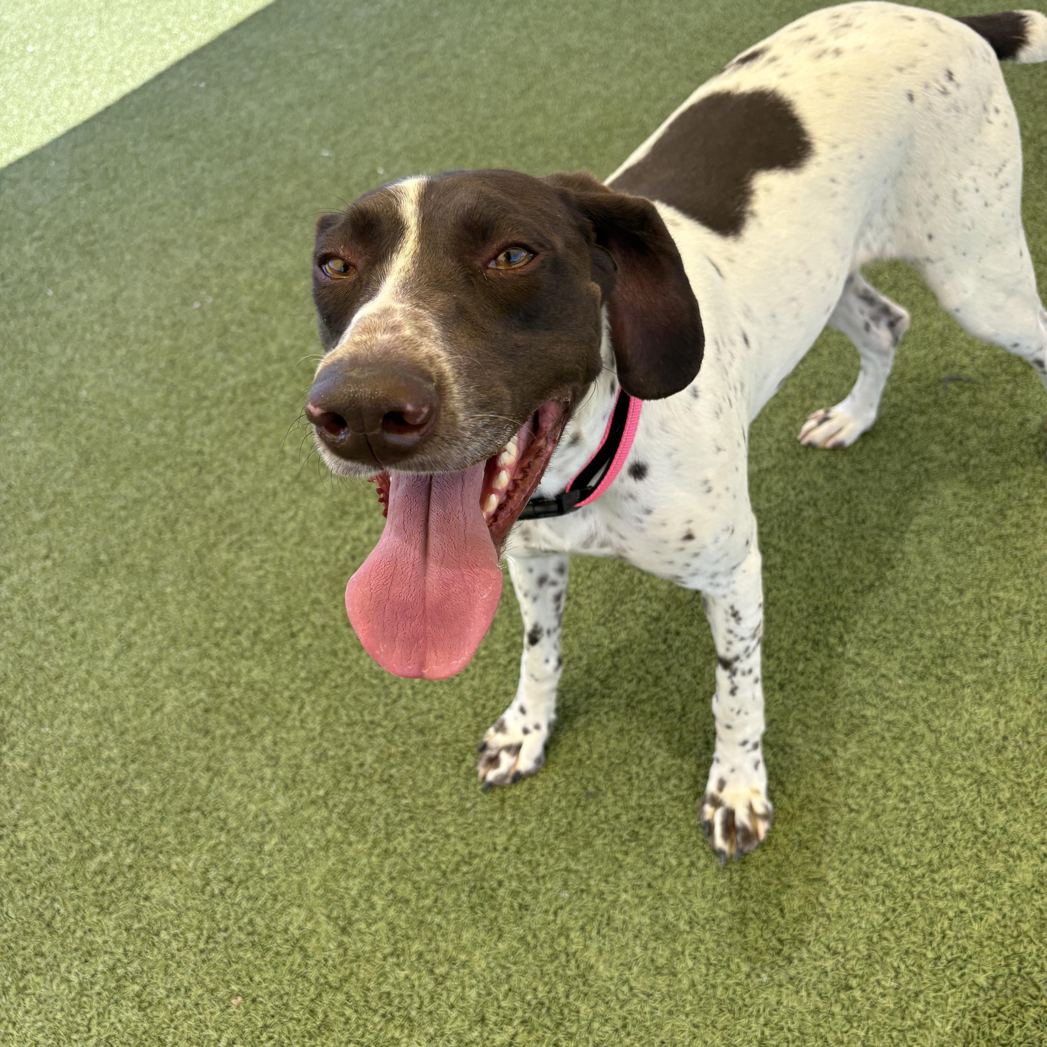 Enlarge Dolly, a ADOPTABLE German Shorthaired Pointer in Hays, KS image 5/6