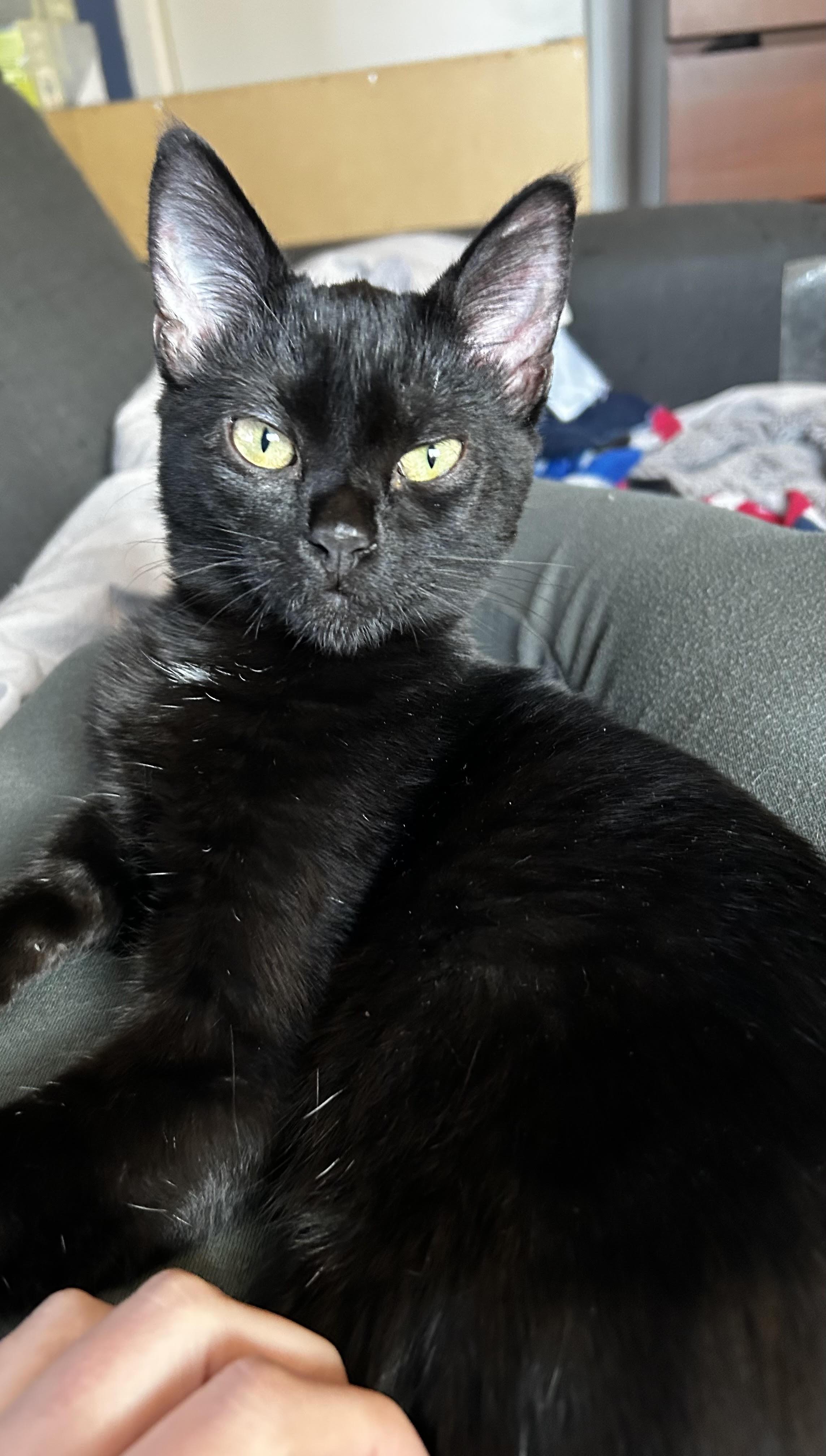 Enlarge Bree, a ADOPTABLE Domestic Medium Hair in BURNABY, BC image 1/1