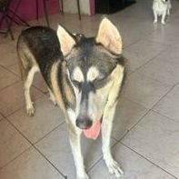 Agatha, Adoptable, Young Female Siberian Husky.