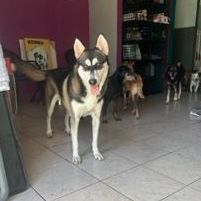 Agatha, a Adoptable mixed breed in Huntington, NY image 2/3