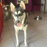 Agatha, a Adoptable mixed breed in Huntington, NY image 3/3