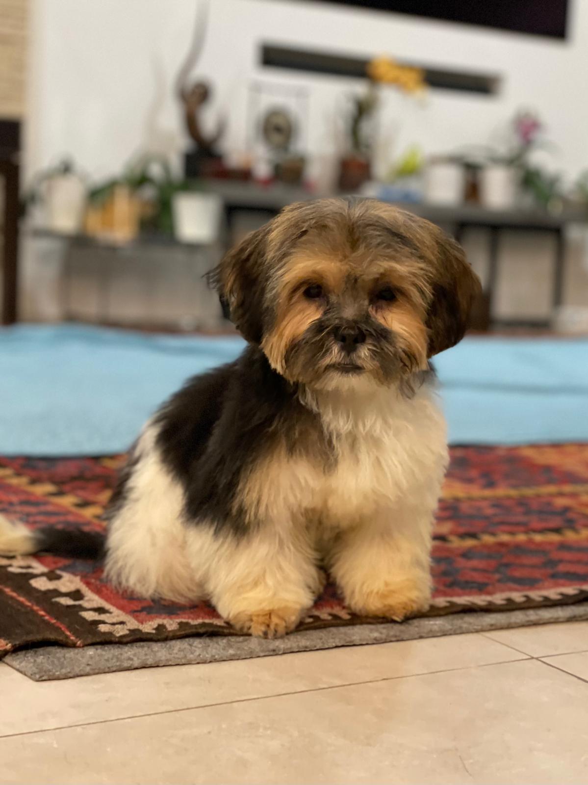 Alain Delon Shih Tzu Dog