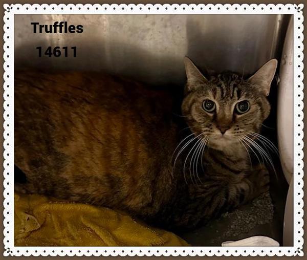 Truffles (685), Adoptable, Senior Female Domestic Short Hair.