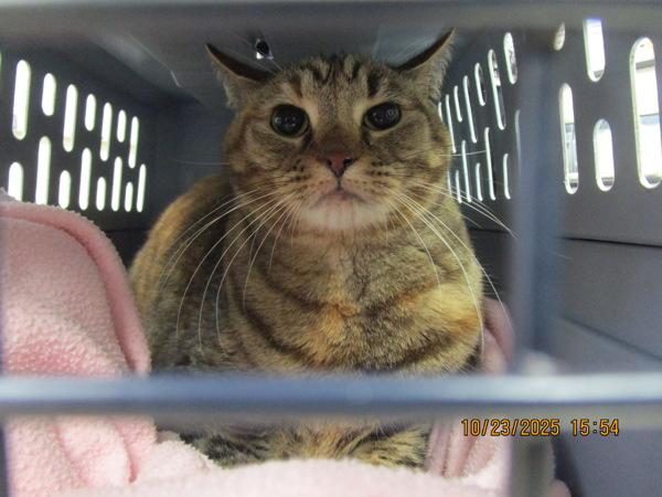 Enlarge Truffles (685), a Adoptable mixed breed in Marietta, GA image 1/1