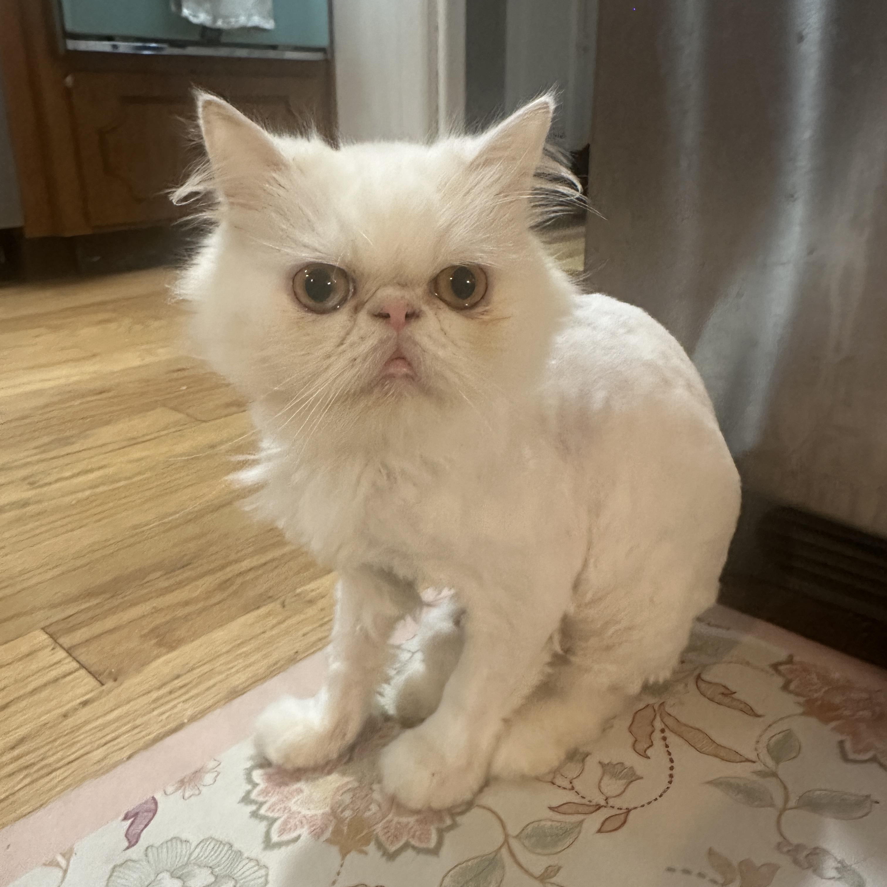 Enlarge Soso, a Adoptable Persian in Tampa, FL image 1/6
