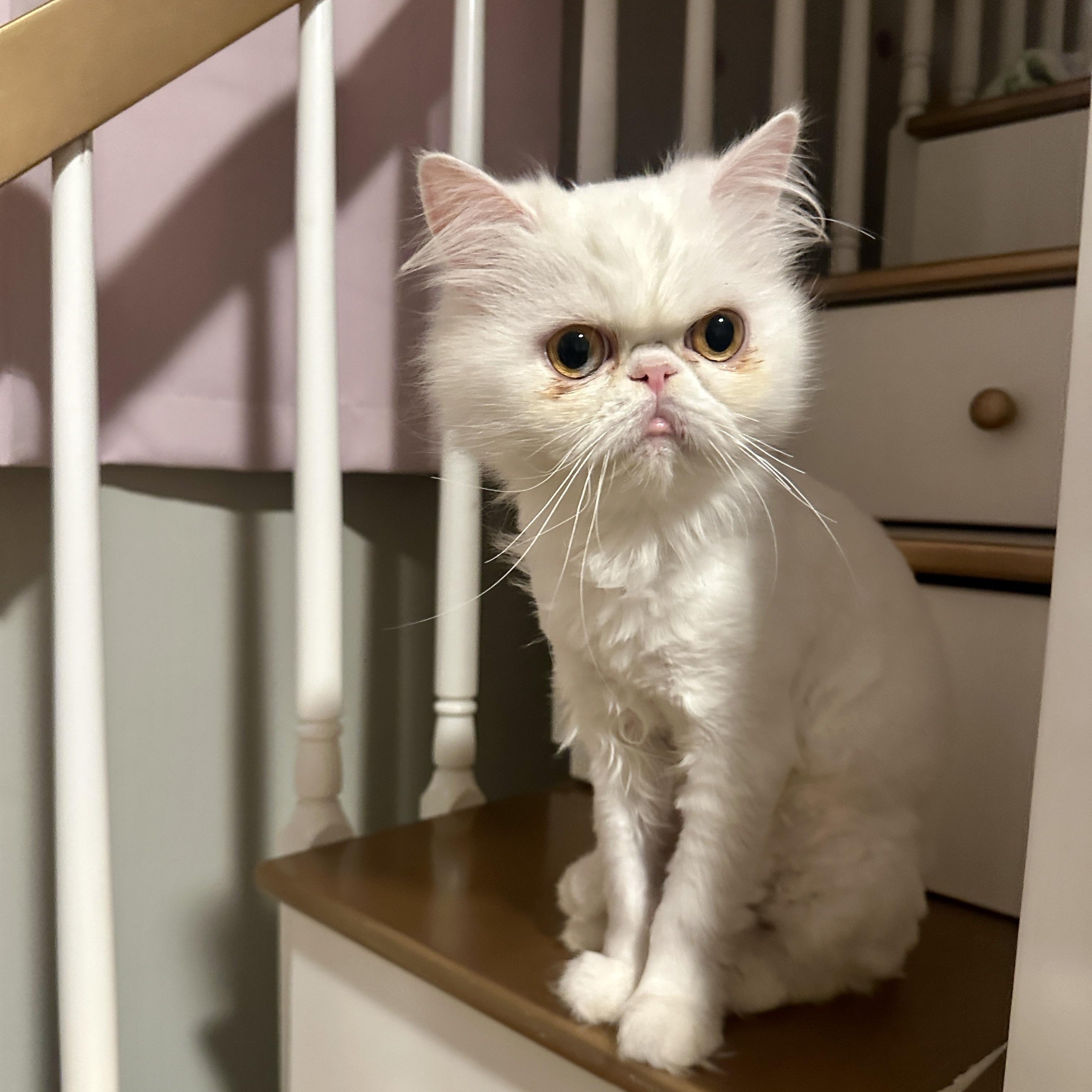 Enlarge Soso, a Adoptable Persian in Tampa, FL image 5/6