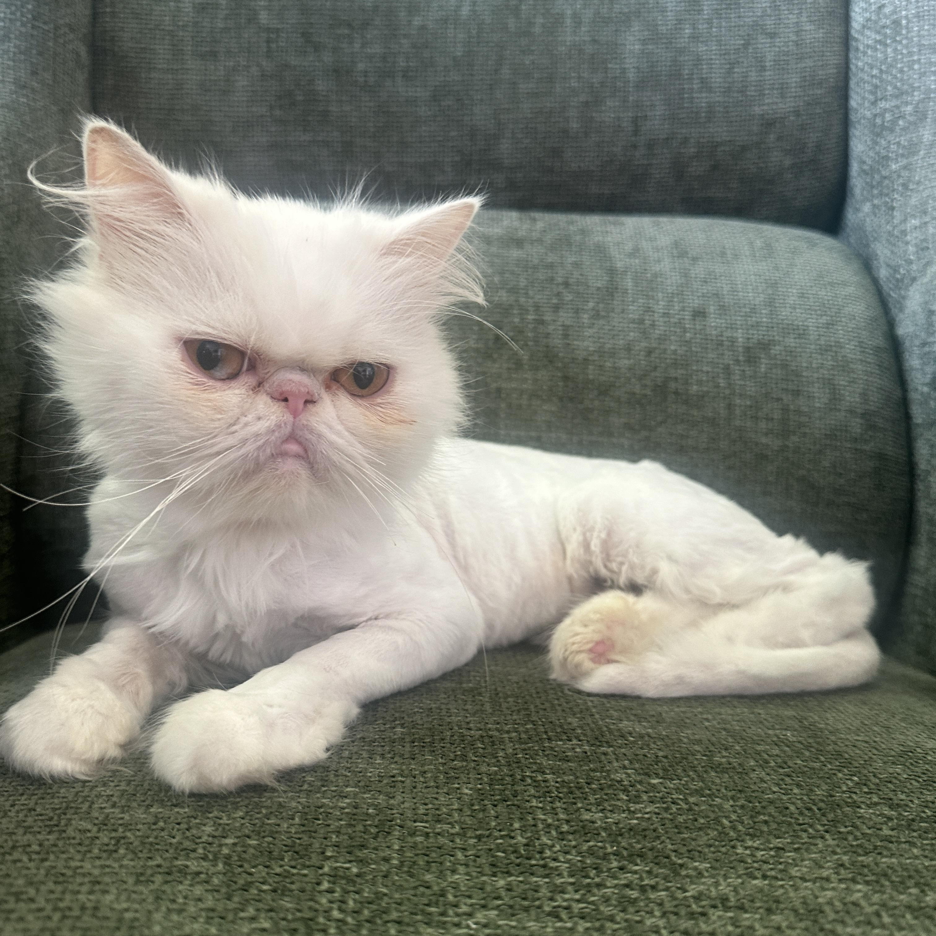 Enlarge Soso, a Adoptable Persian in Tampa, FL image 4/6