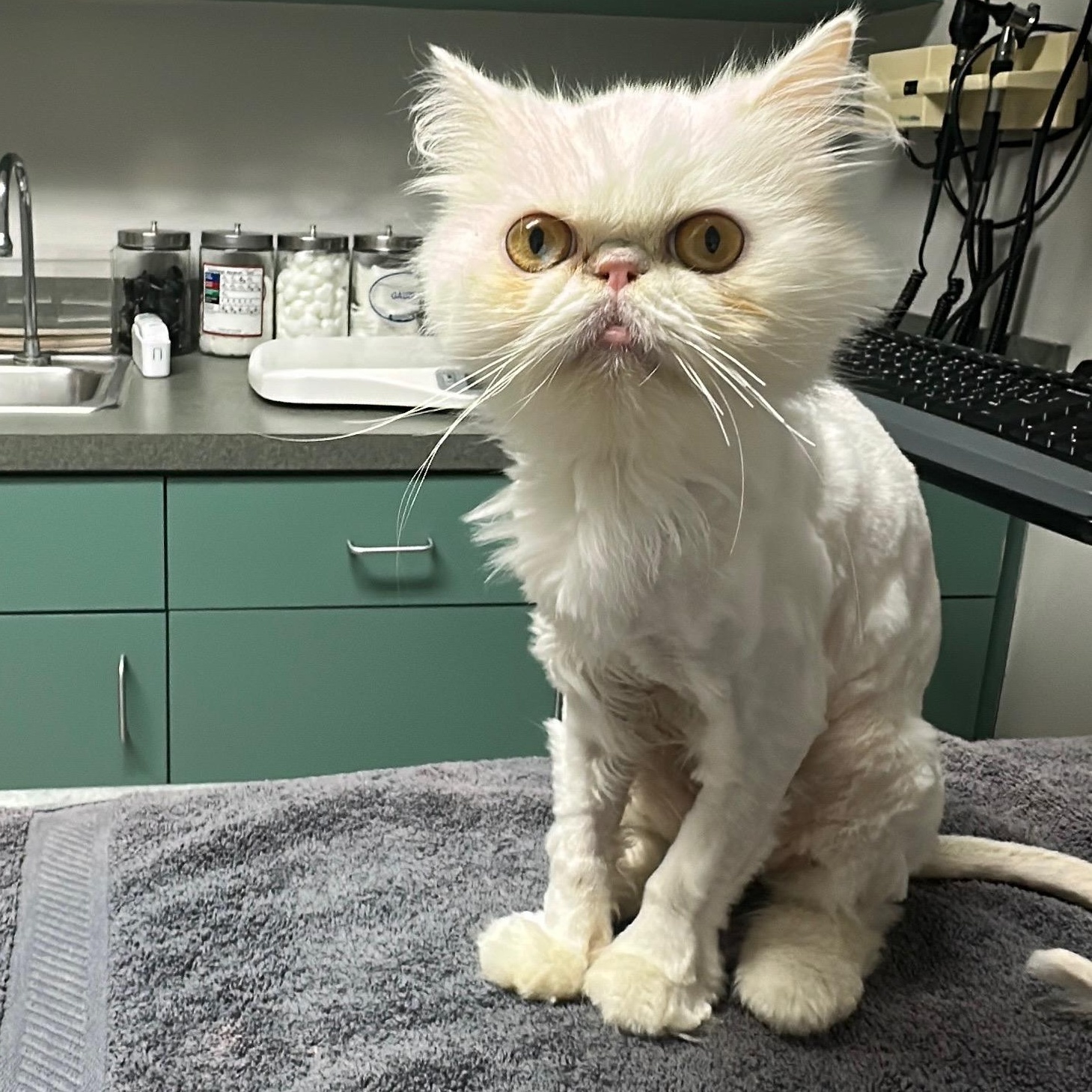 Enlarge Soso, a Adoptable Persian in Tampa, FL image 6/6