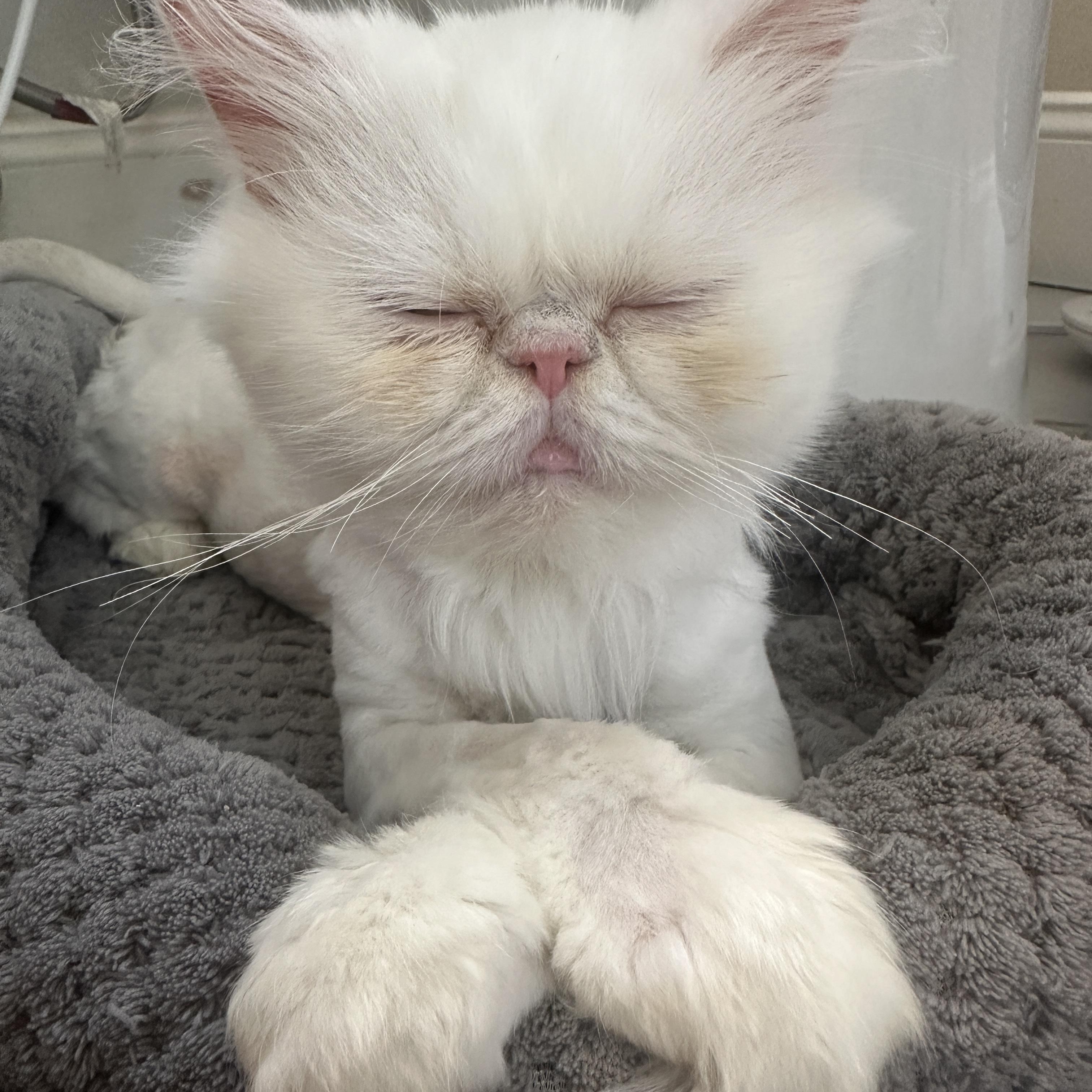 Enlarge Soso, a Adoptable Persian in Tampa, FL image 3/6