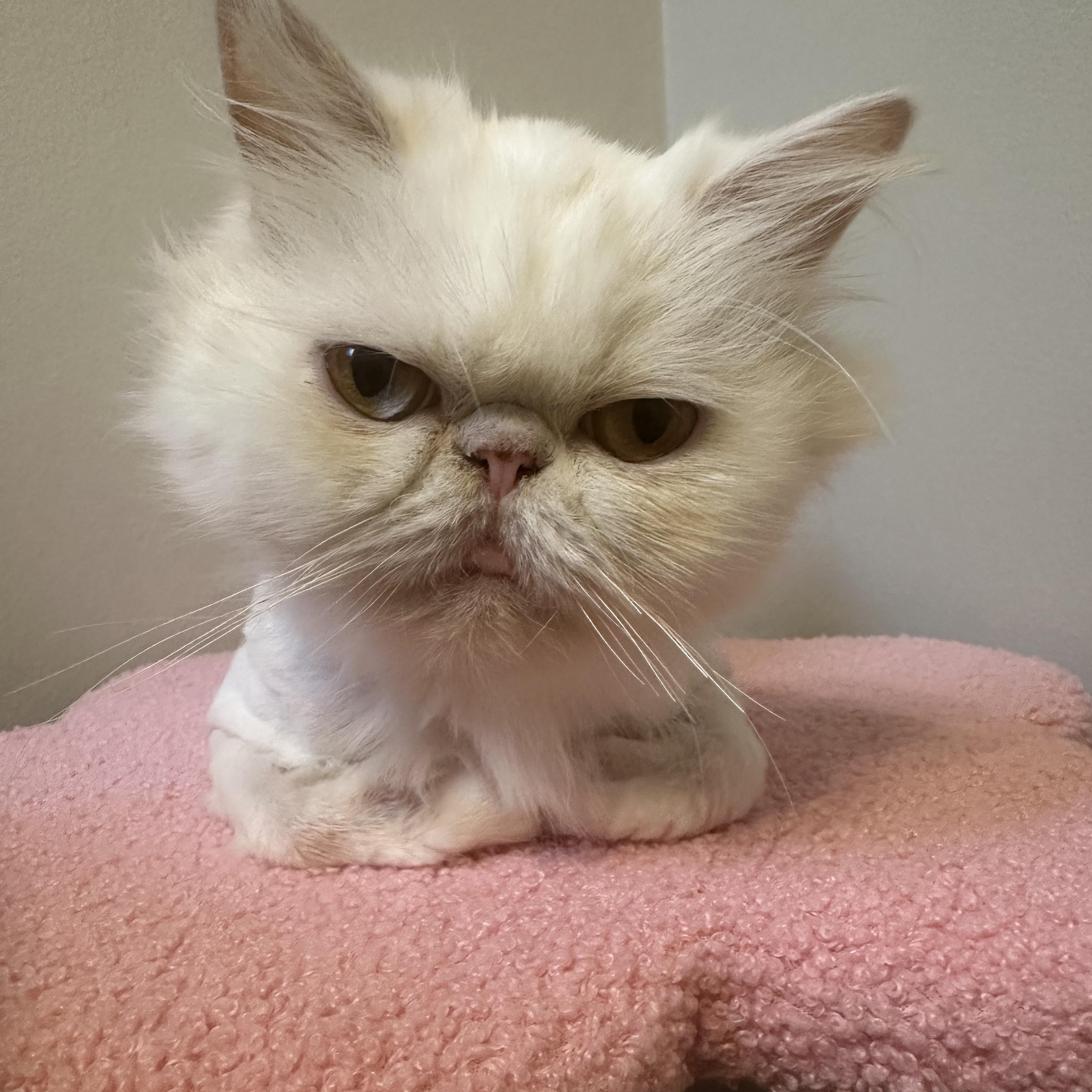 Enlarge Soso, a Adoptable Persian in Tampa, FL image 2/6