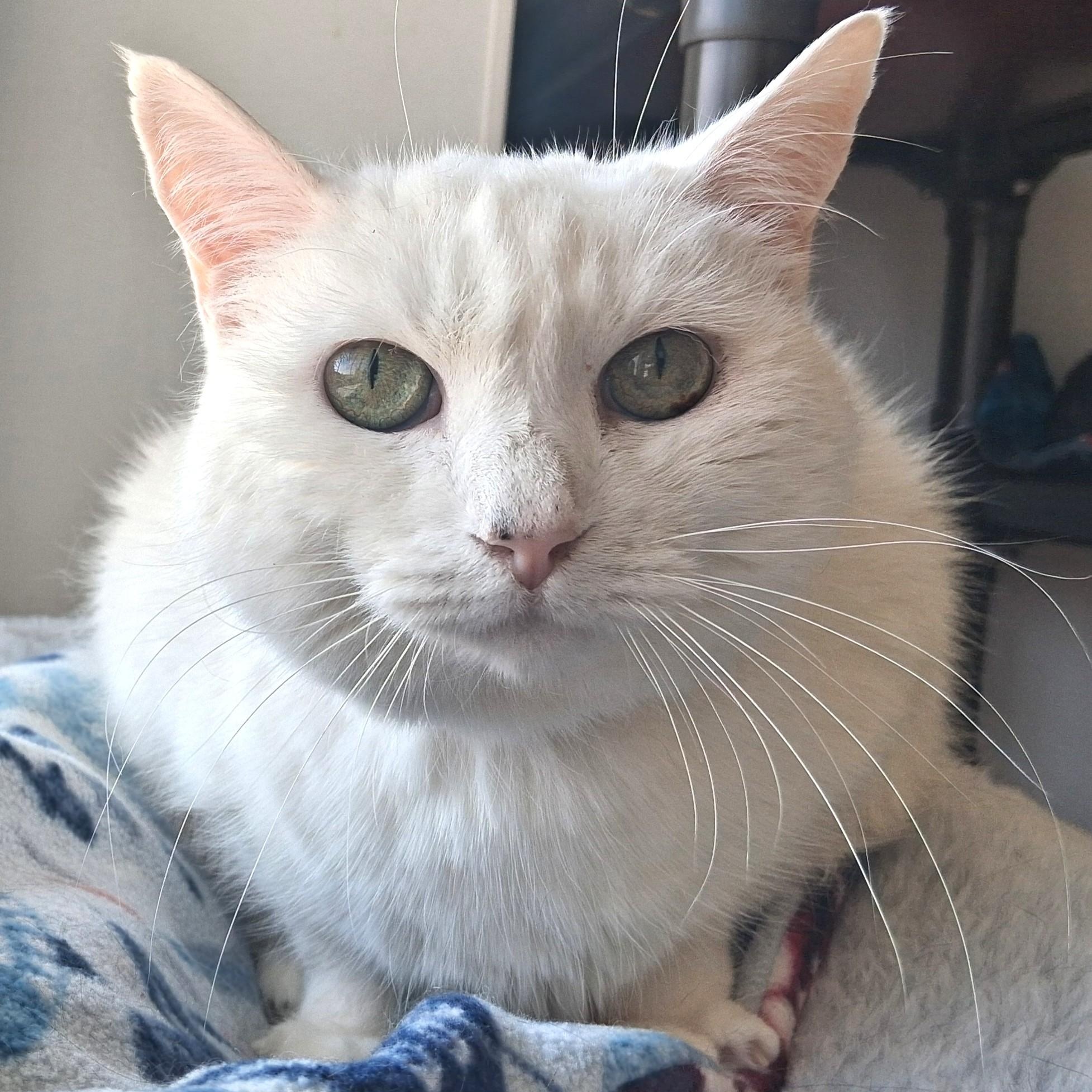 Enlarge Venus, a Adopted Domestic Short Hair in Belmont, NY image 5/6