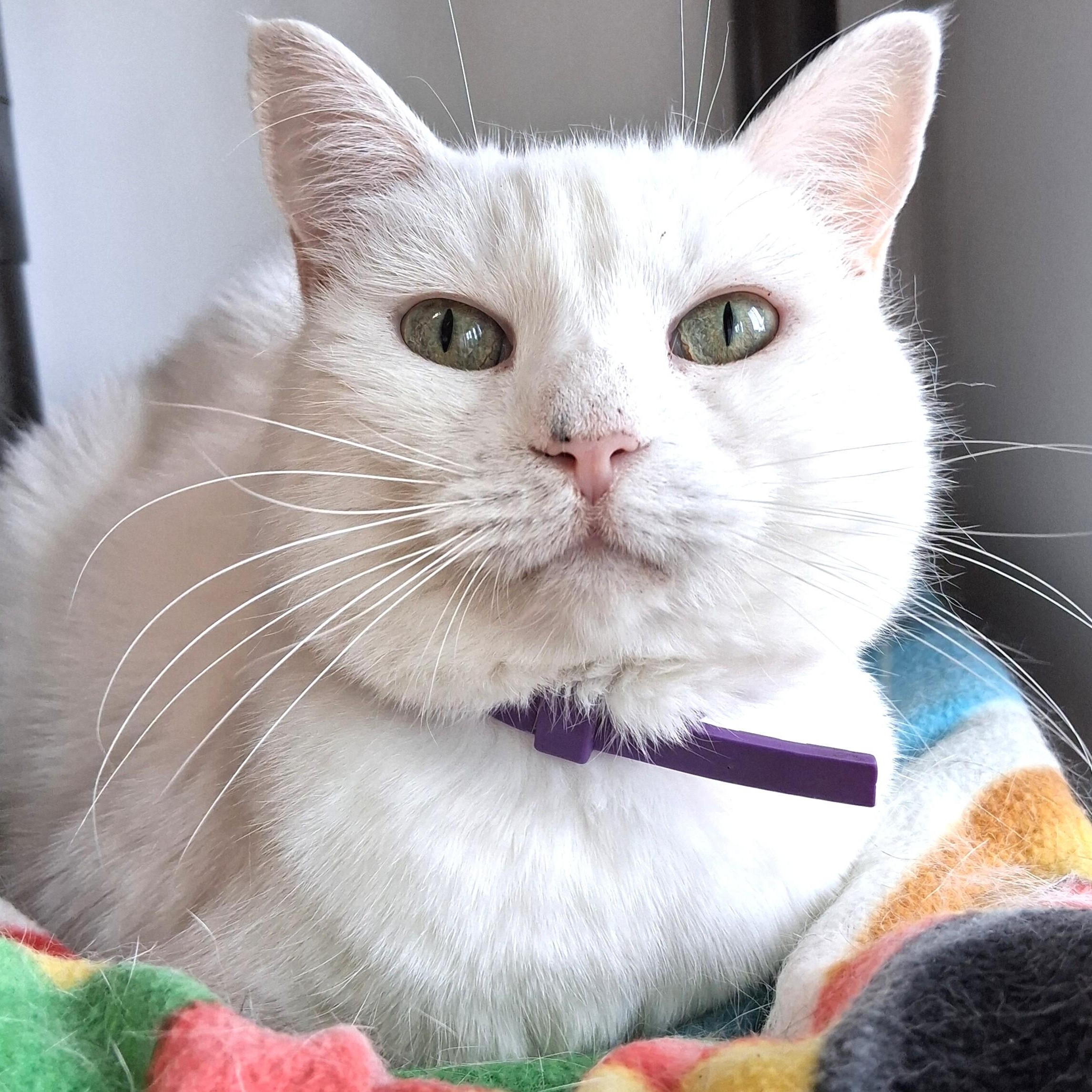 Venus, Adopted, Senior Female Domestic Short Hair.