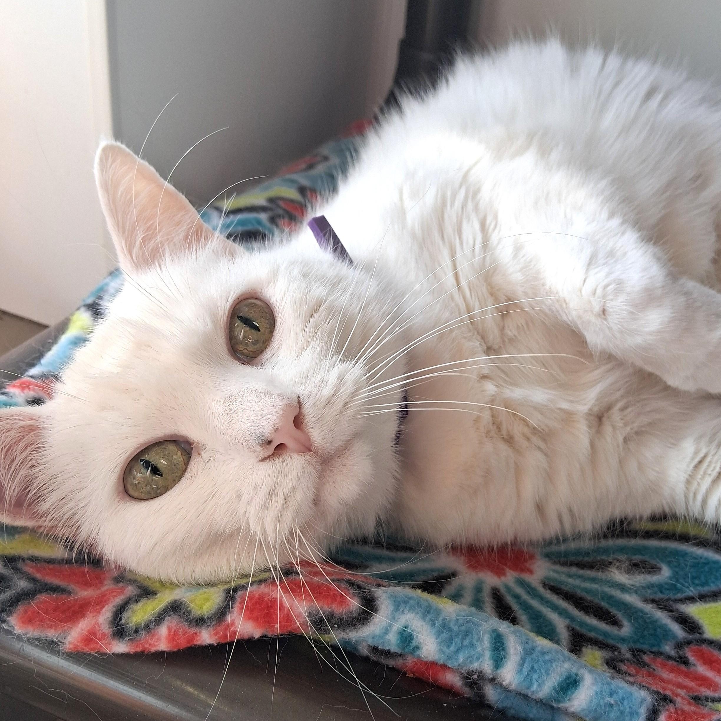 Enlarge Venus, a Adopted Domestic Short Hair in Belmont, NY image 3/6