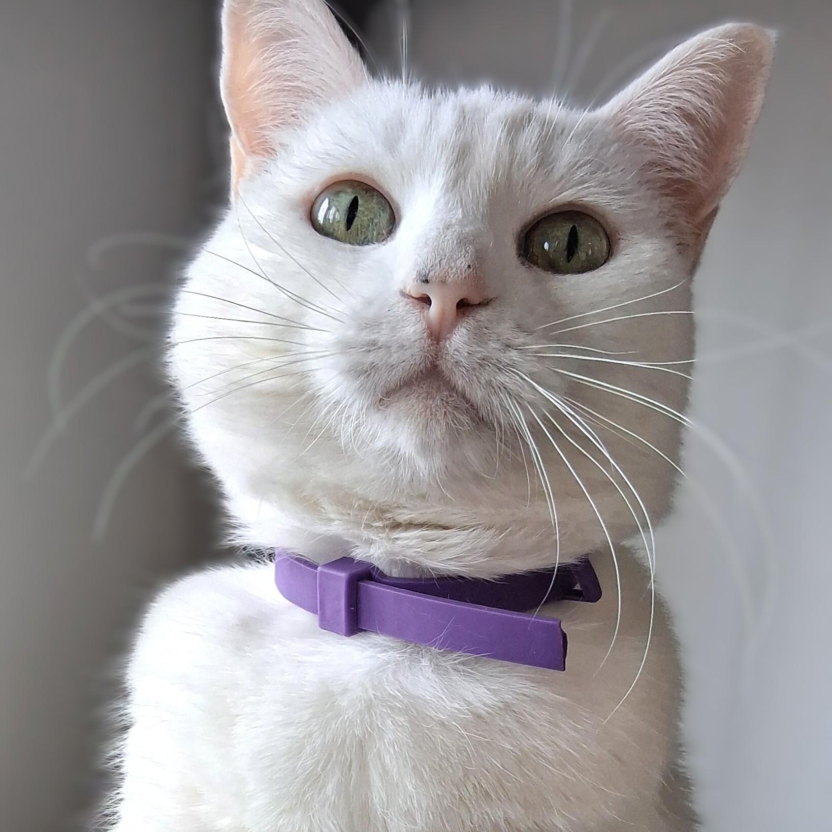 Enlarge Venus, a Adopted Domestic Short Hair in Belmont, NY image 2/6