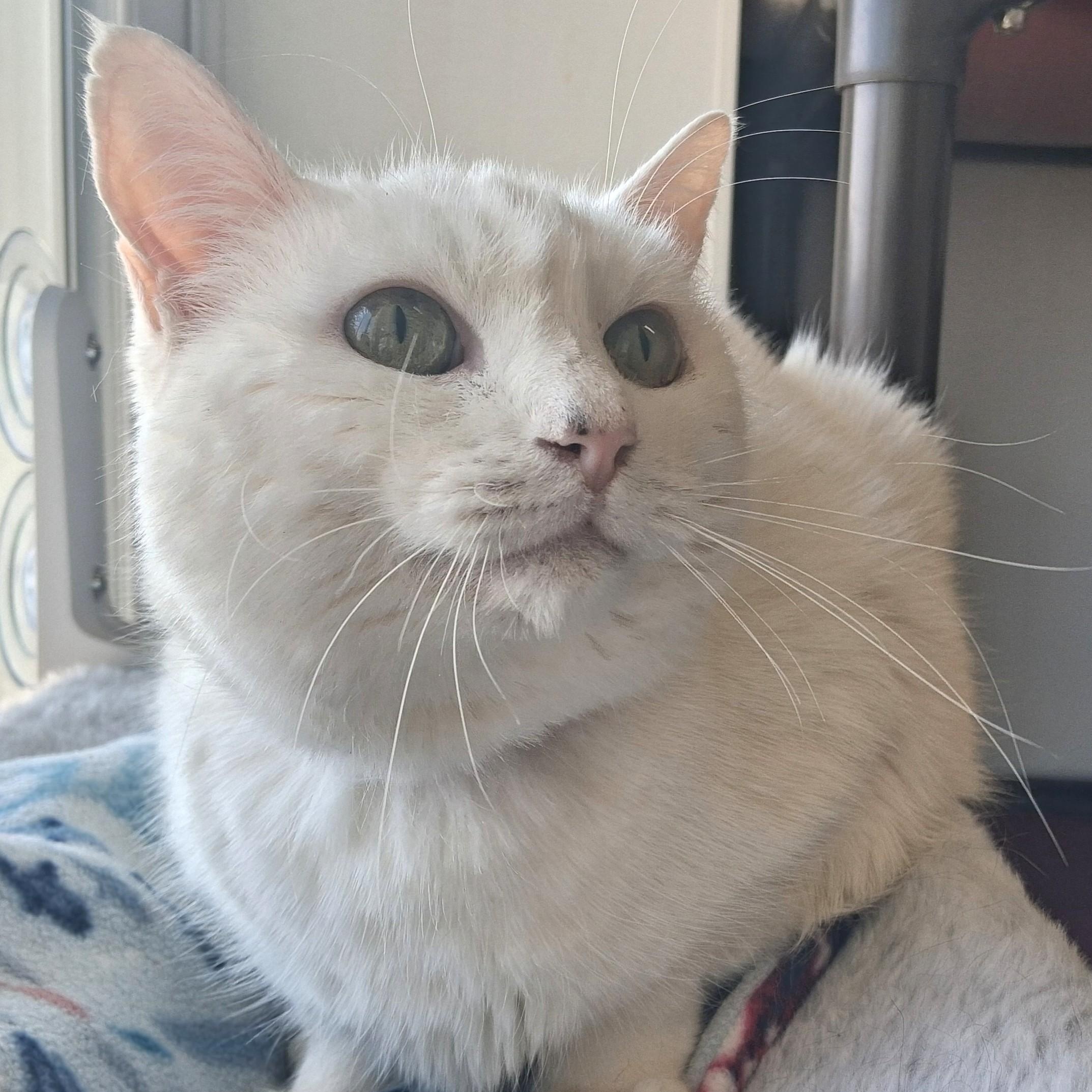 Enlarge Venus, a Adopted Domestic Short Hair in Belmont, NY image 6/6