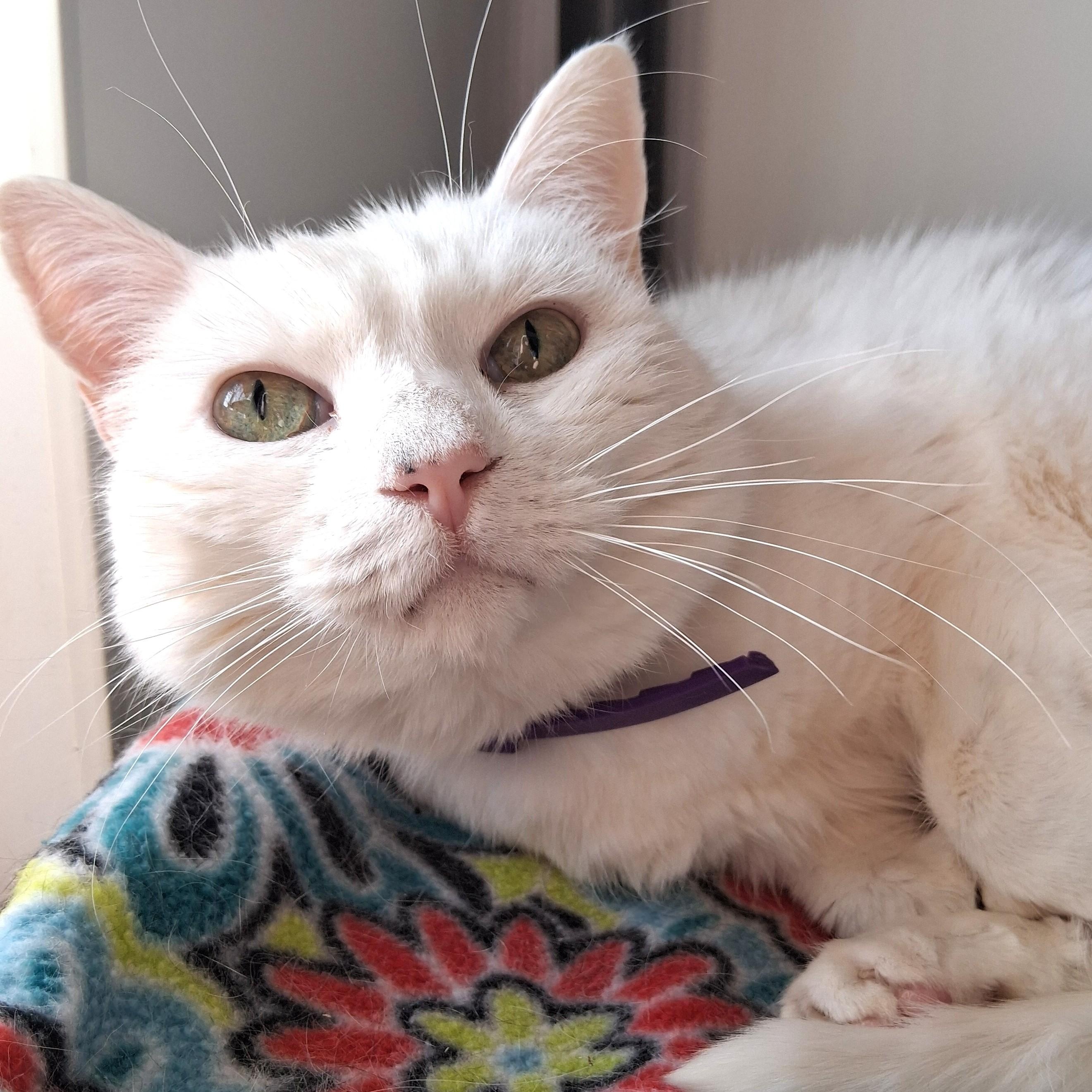 Enlarge Venus, a Adopted Domestic Short Hair in Belmont, NY image 4/6