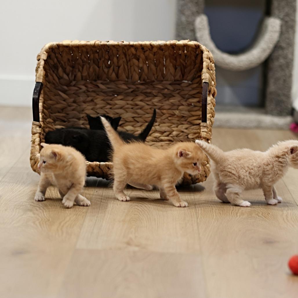 Klaus, Adoptable, Kitten Male Domestic Medium Hair.