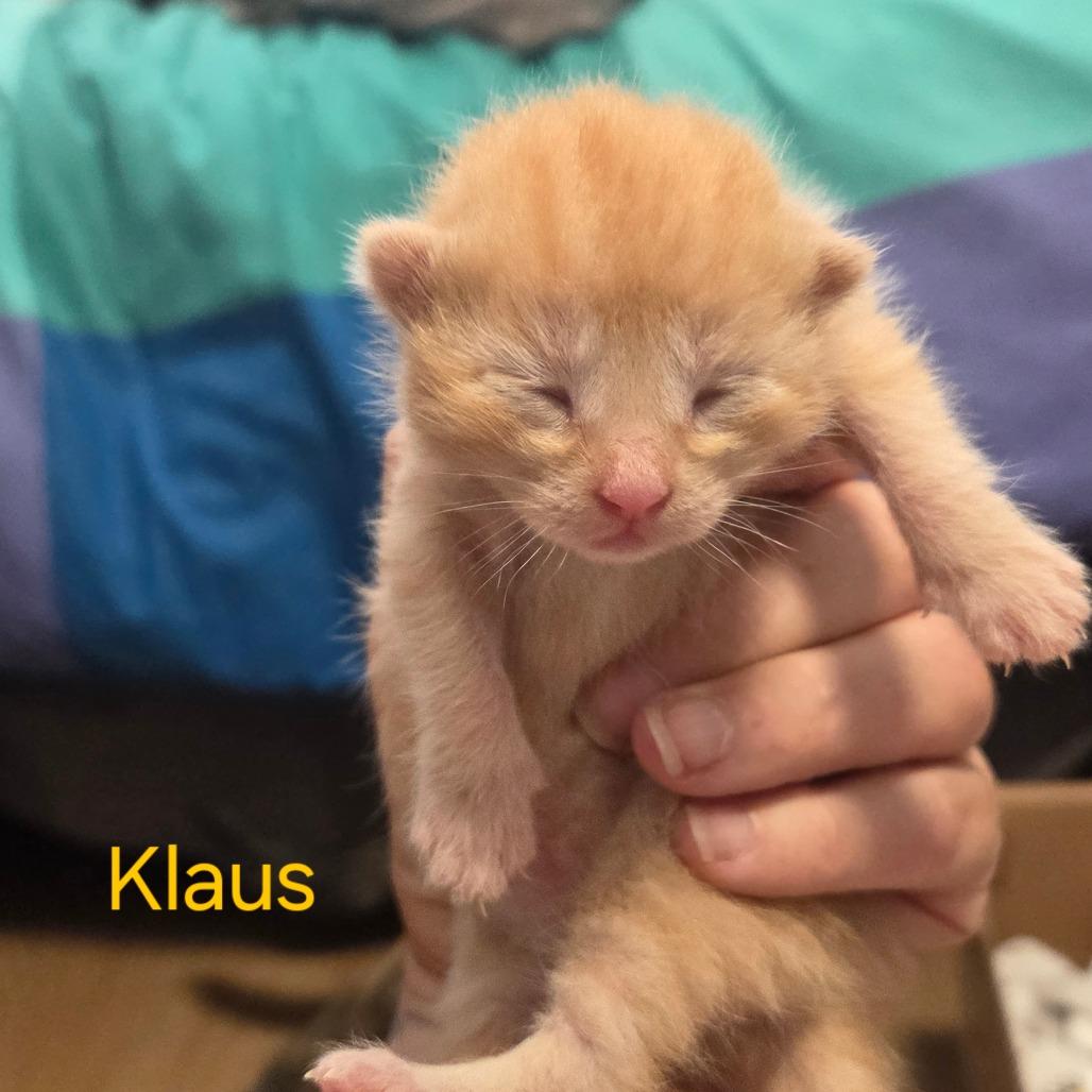 Klaus, a Adoptable Domestic Medium Hair in Calgary, AB image 2/6