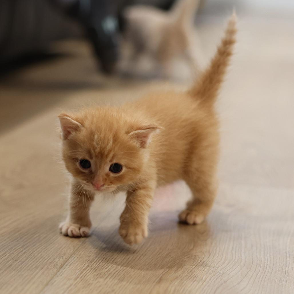 Klaus, a Adoptable Domestic Medium Hair in Calgary, AB image 3/6