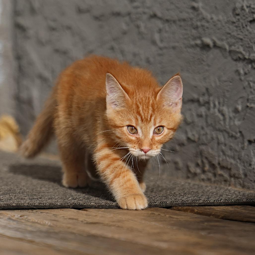 Klaus, a Adoptable Domestic Medium Hair in Calgary, AB image 4/6