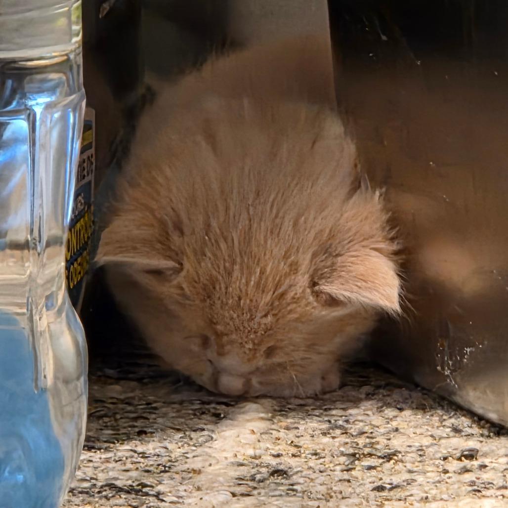 Klaus, a Adoptable Domestic Medium Hair in Calgary, AB image 5/6