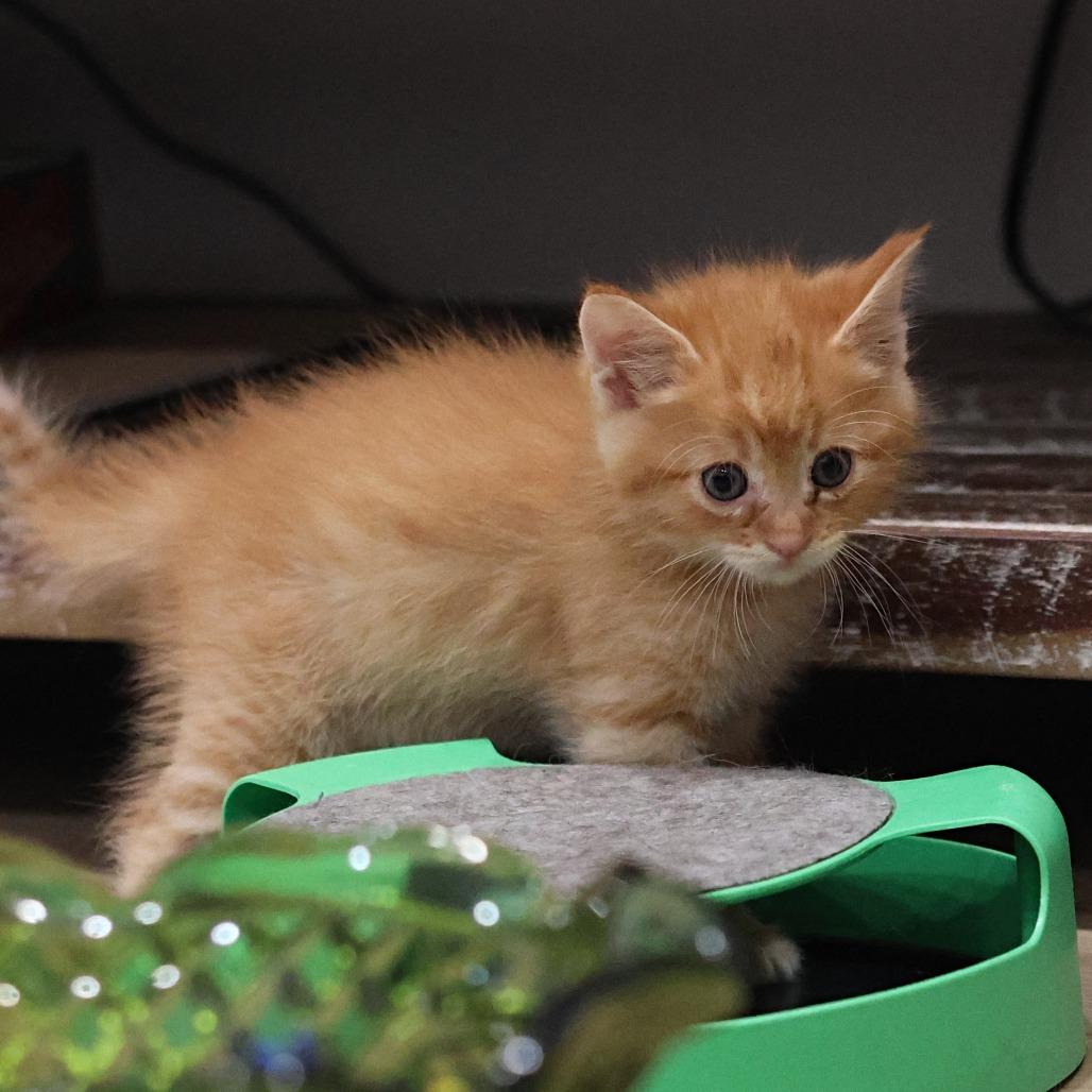 Klaus, a Adoptable Domestic Medium Hair in Calgary, AB image 6/6