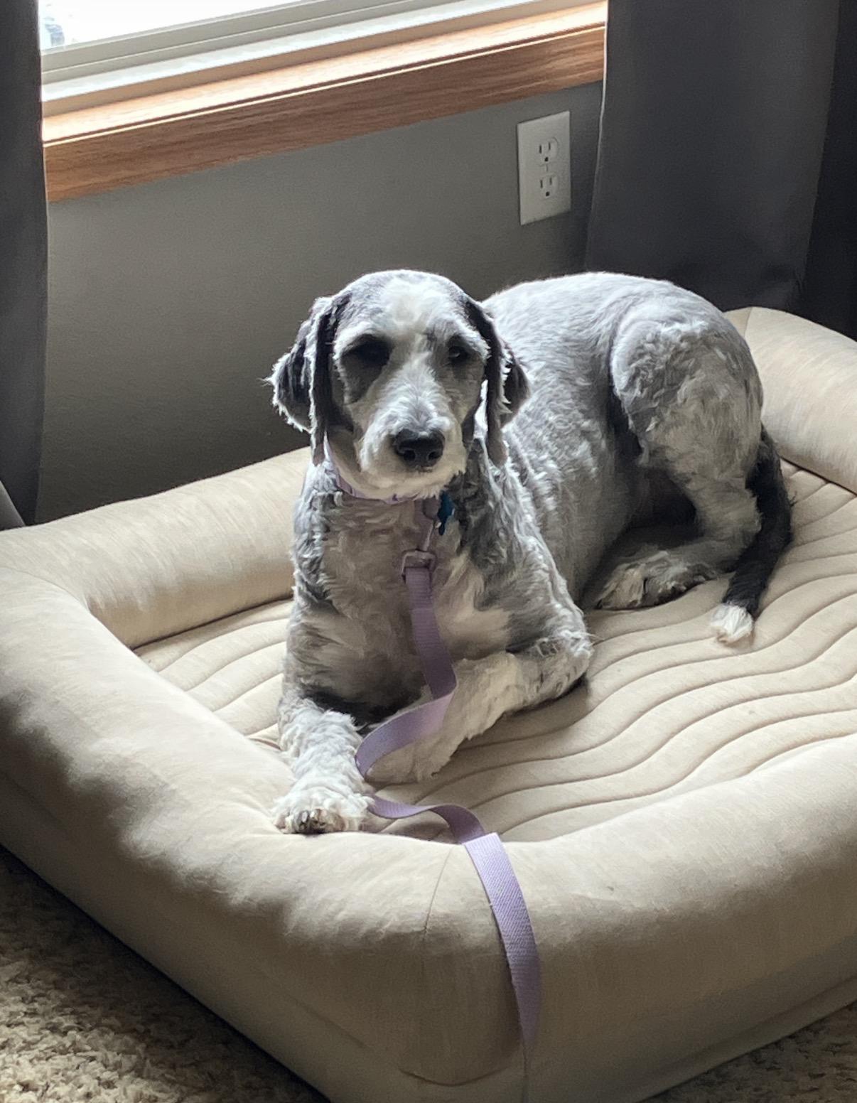 Enlarge Andy, a ADOPTABLE Old English Sheepdog in Whitewater, WI image 2/6
