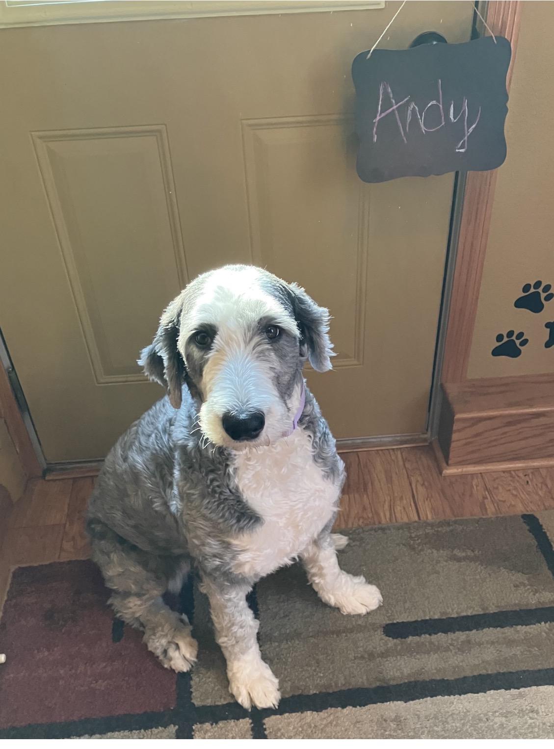 Enlarge Andy, a ADOPTABLE Old English Sheepdog in Whitewater, WI image 4/6