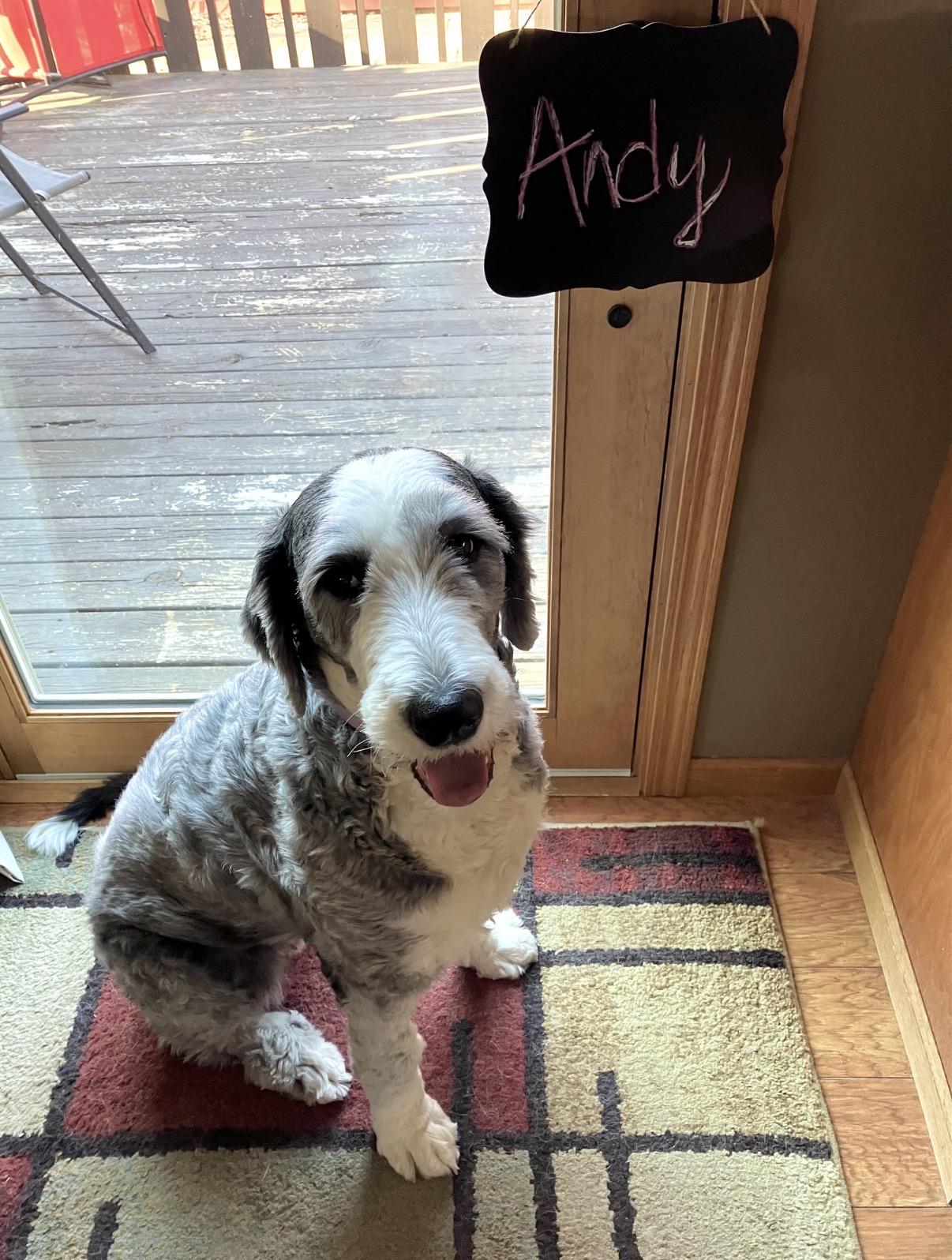 Enlarge Andy, a ADOPTABLE Old English Sheepdog in Whitewater, WI image 6/6