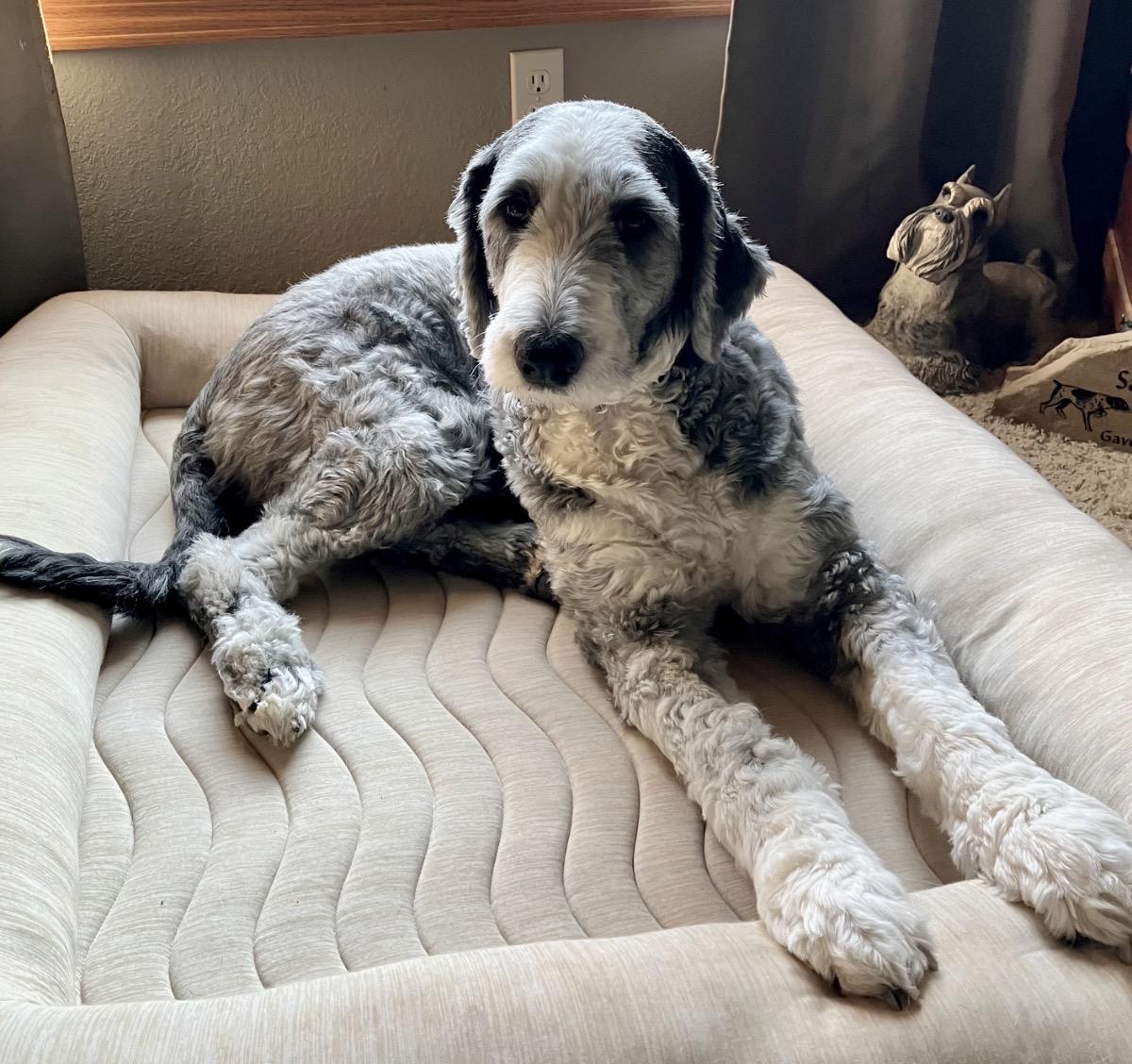 Enlarge Andy, a ADOPTABLE Old English Sheepdog in Whitewater, WI image 3/6
