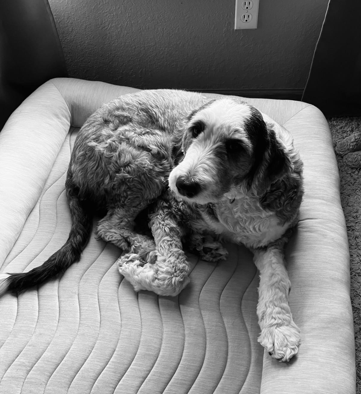Enlarge Andy, a ADOPTABLE Old English Sheepdog in Whitewater, WI image 5/6