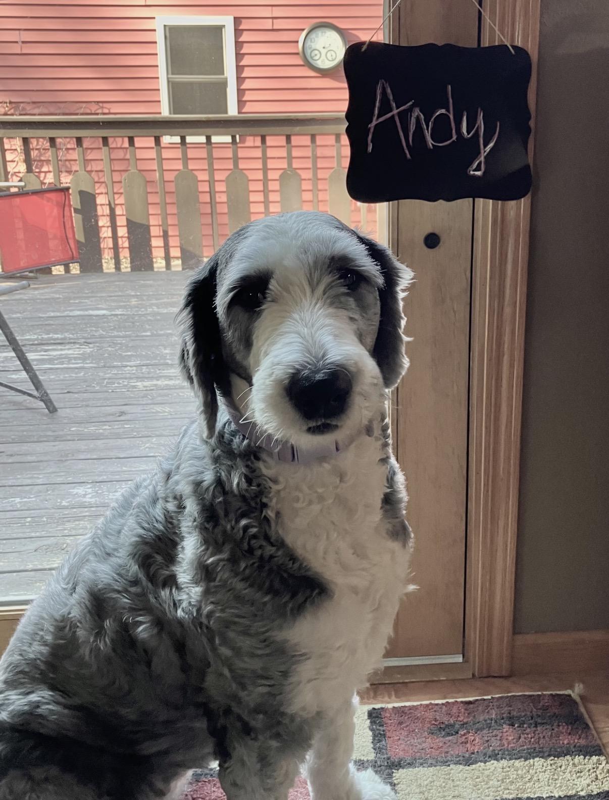 Andy, ADOPTABLE, Adult Female Old English Sheepdog.