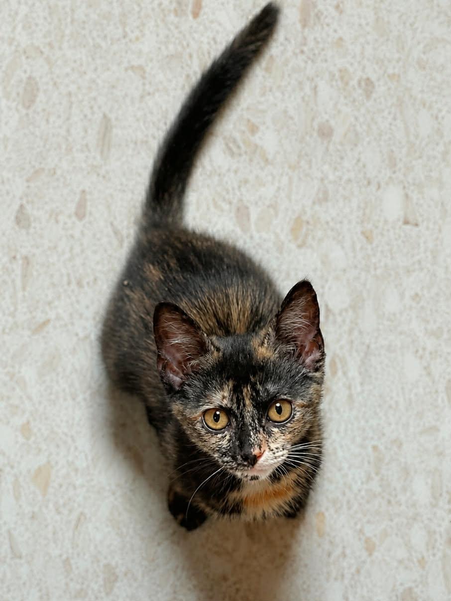 Honeycomb, Adoptable, Kitten Female Domestic Short Hair.