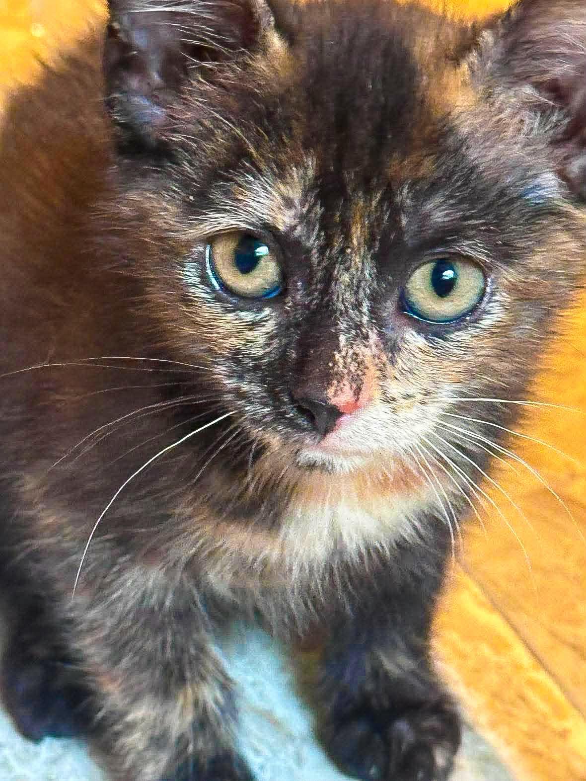 Enlarge Honeycomb, a Adoptable Domestic Short Hair in Mullica Hill, NJ image 3/3