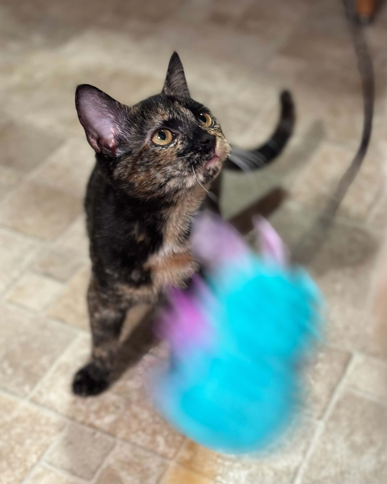 Enlarge Honeycomb, a Adoptable Domestic Short Hair in Mullica Hill, NJ image 3/3