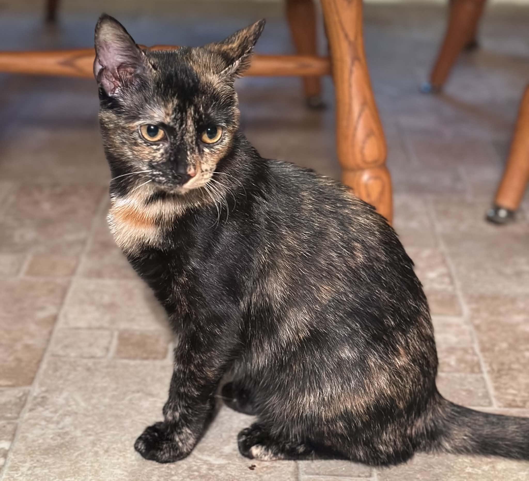 Enlarge Honeycomb, a Adoptable Domestic Short Hair in Mullica Hill, NJ image 2/3