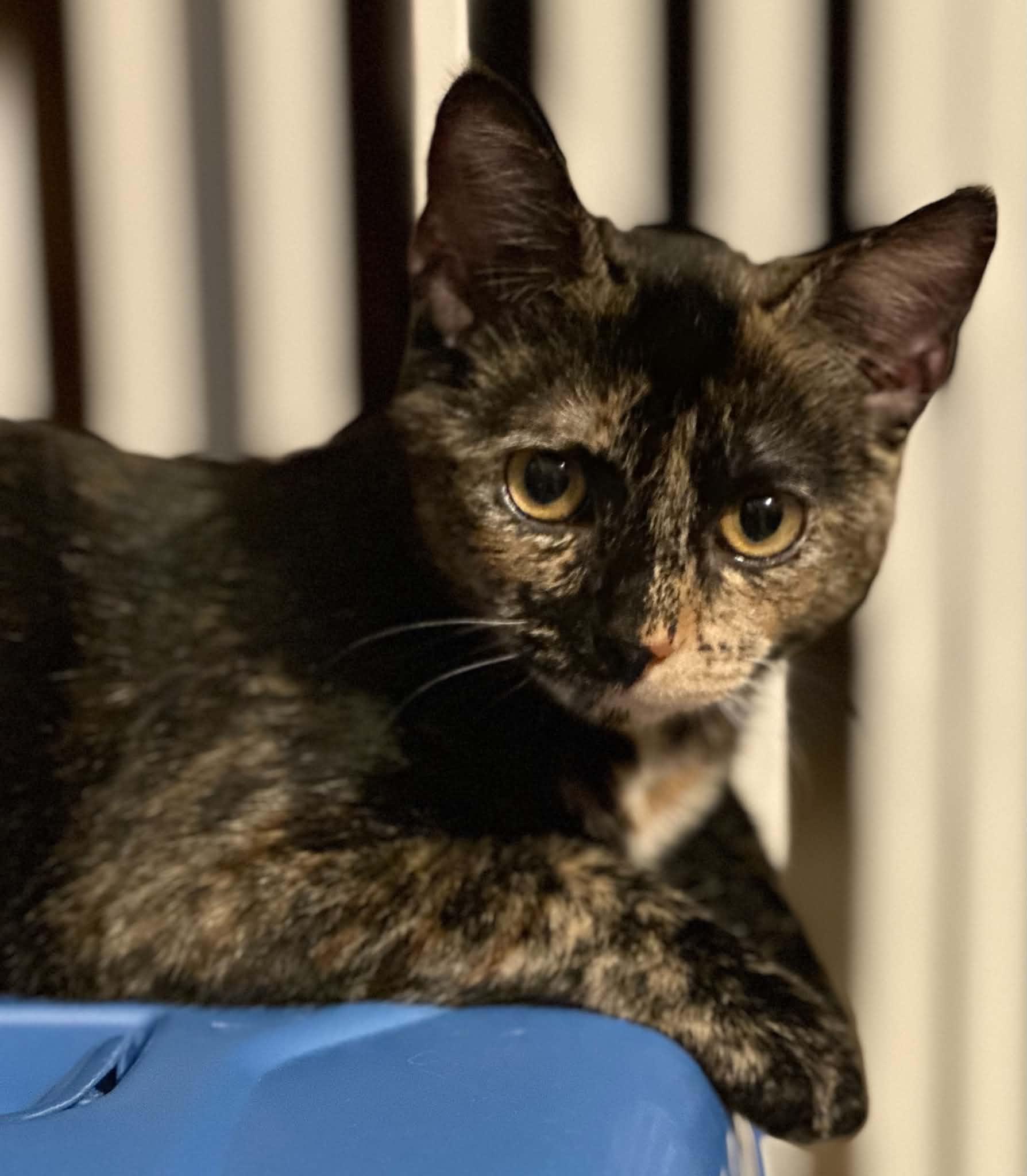 Enlarge Honeycomb, a Adoptable Domestic Short Hair in Mullica Hill, NJ image 1/3