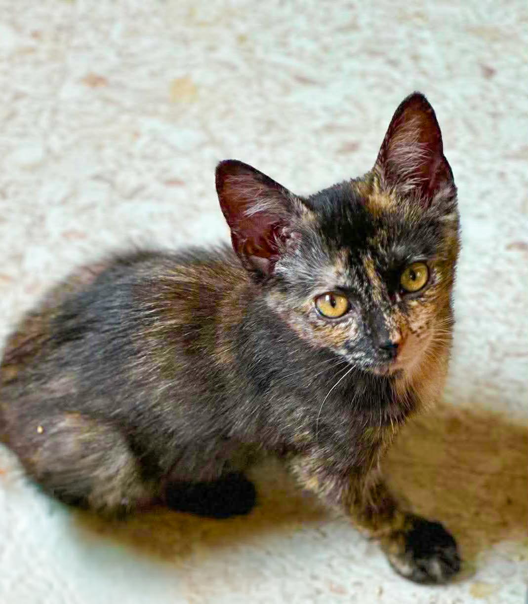 Enlarge Honeycomb, a Adoptable Domestic Short Hair in Mullica Hill, NJ image 2/3