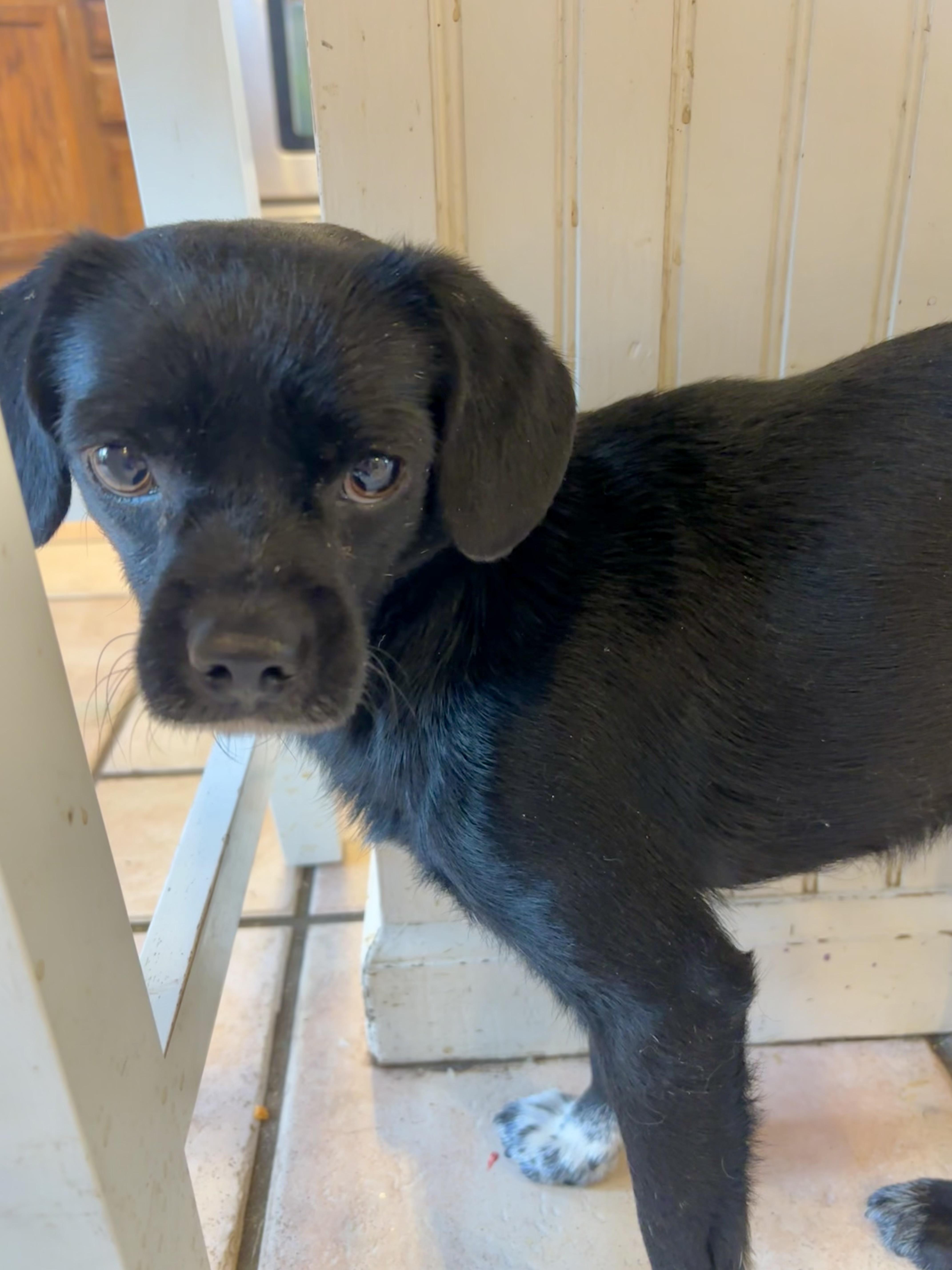 Enlarge Tahoe, a Adoptable mixed breed in Copiague, NY image 2/5