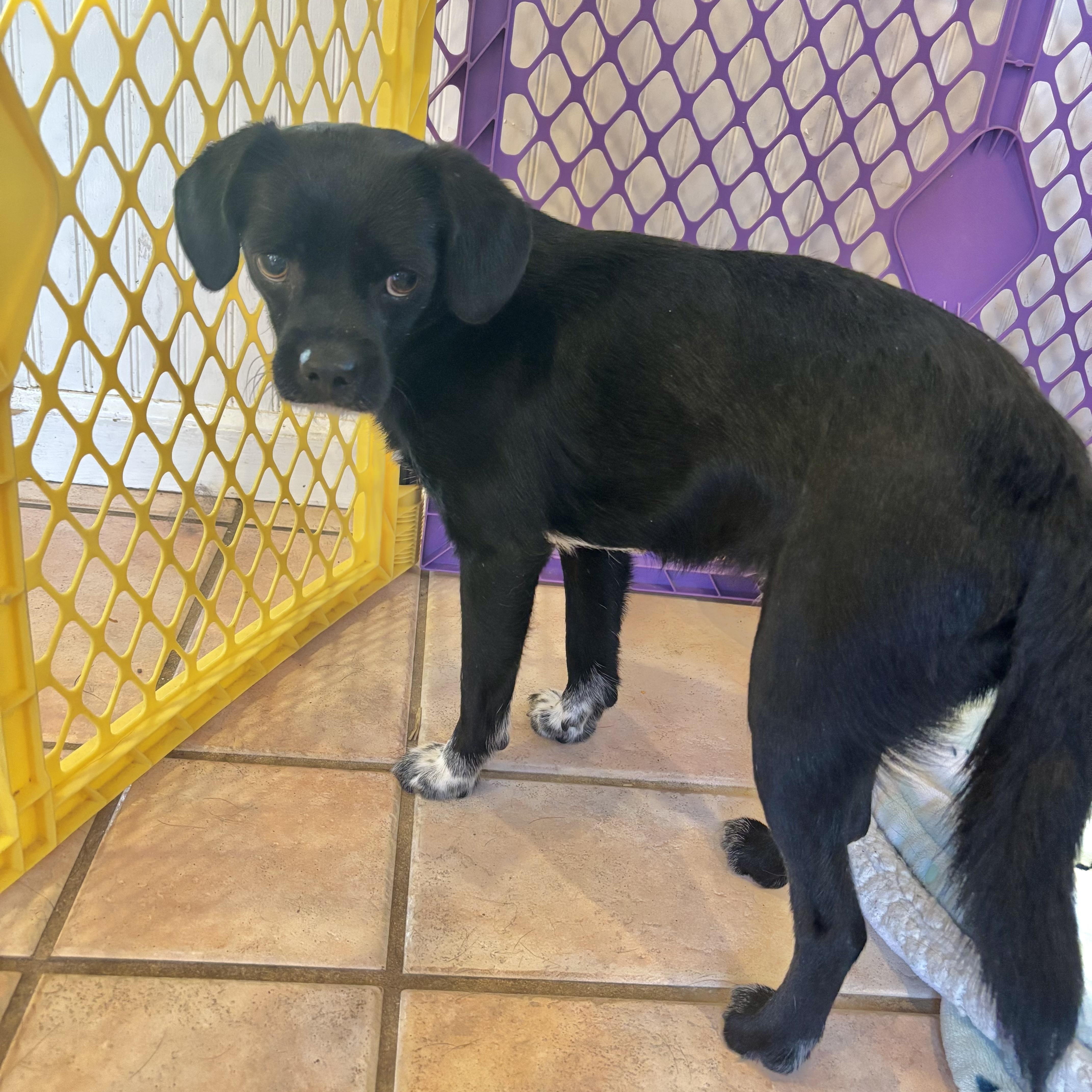 Enlarge Tahoe, a Adoptable mixed breed in Copiague, NY image 3/5