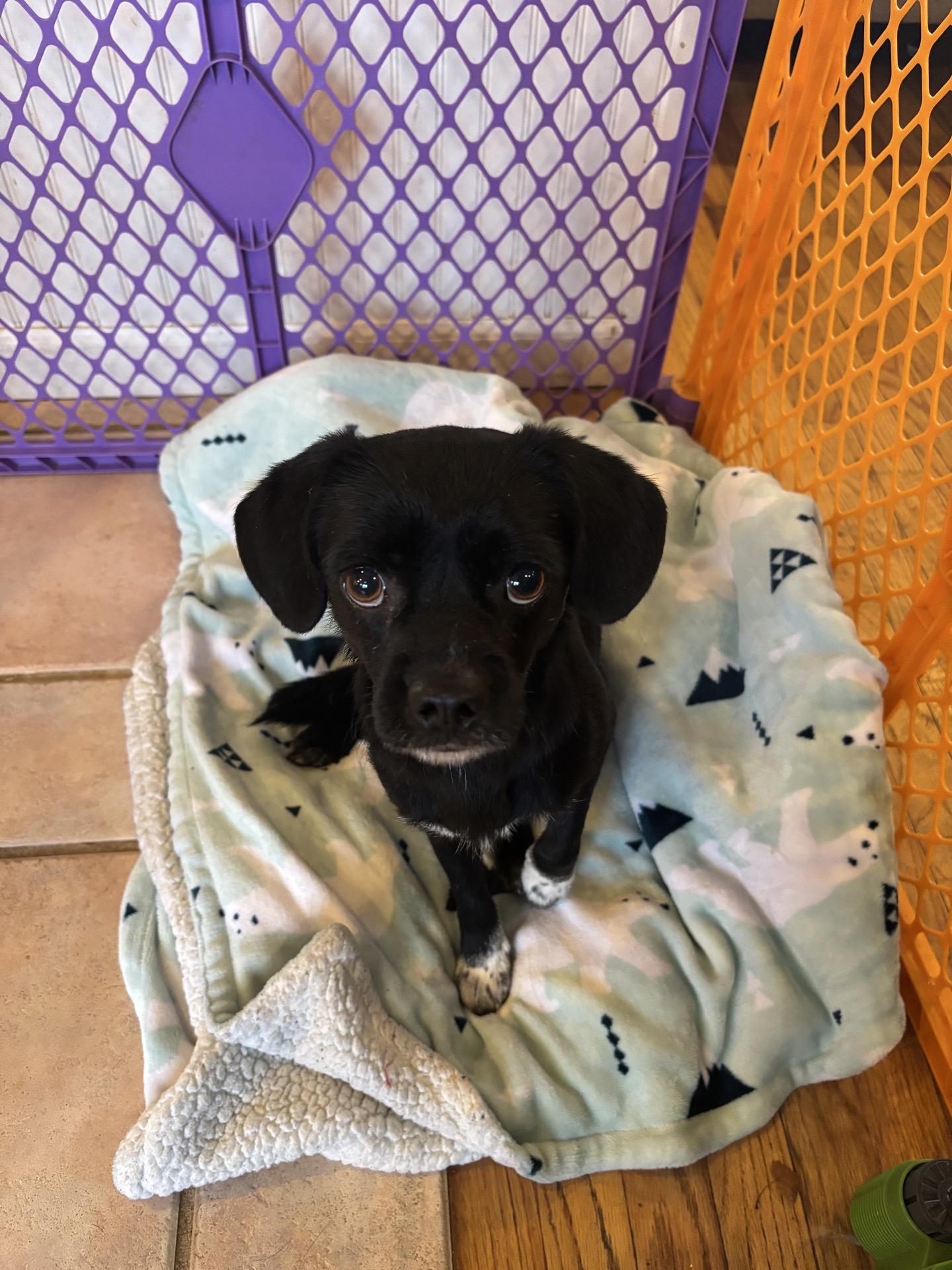 Enlarge Tahoe, a Adoptable mixed breed in Copiague, NY image 4/5