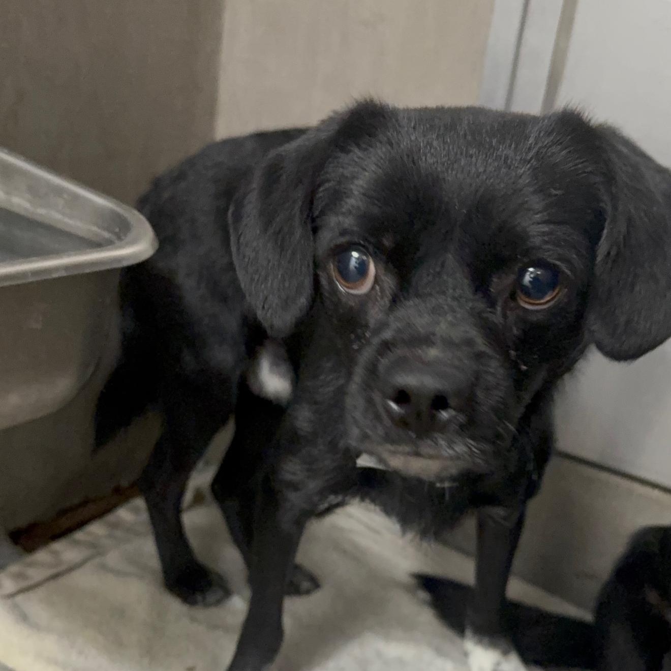 Enlarge Tahoe, a Adoptable mixed breed in Copiague, NY image 5/5