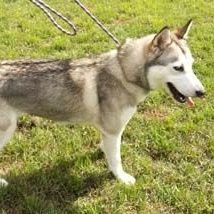 Guy'a, Adoptable, Adult Female Siberian Husky.
