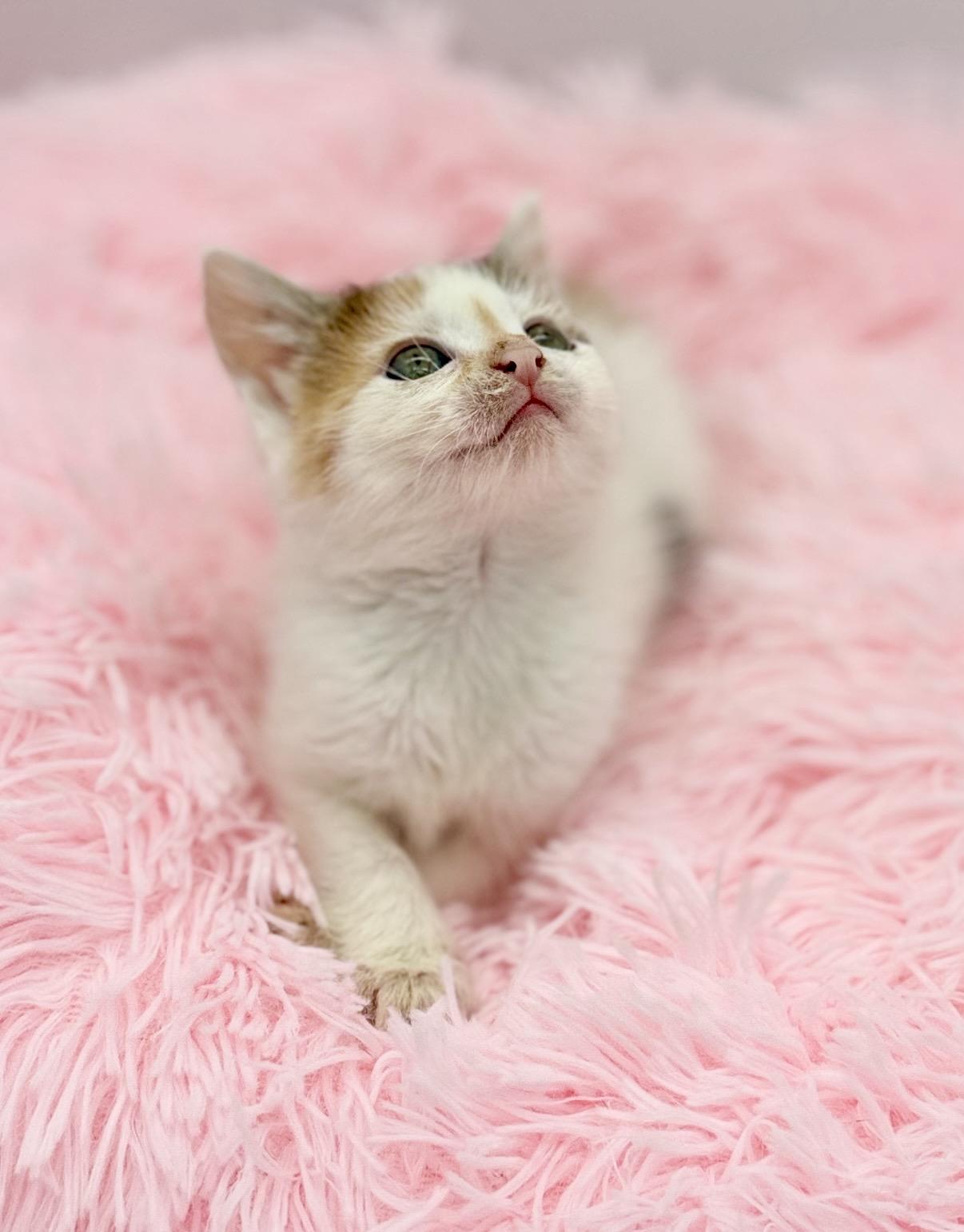 Public Intoxication, a Adoptable Pixiebob in Covington, LA image 6/6