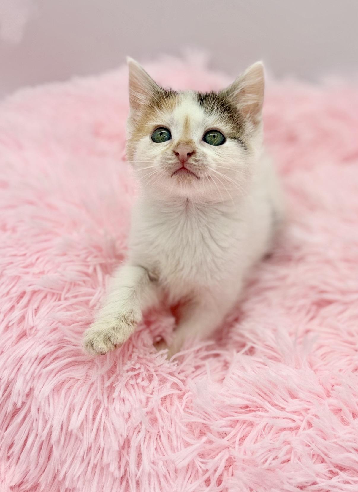 Public Intoxication, a Adoptable Pixiebob in Covington, LA image 2/6